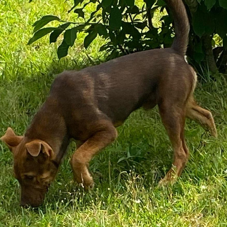 Enlarge Jet, a Adoptable mixed breed in Grand Bay, AL image 2/2