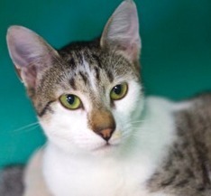 Molly, a Adoptable mixed breed in Pompton Lakes, NJ image 1/2