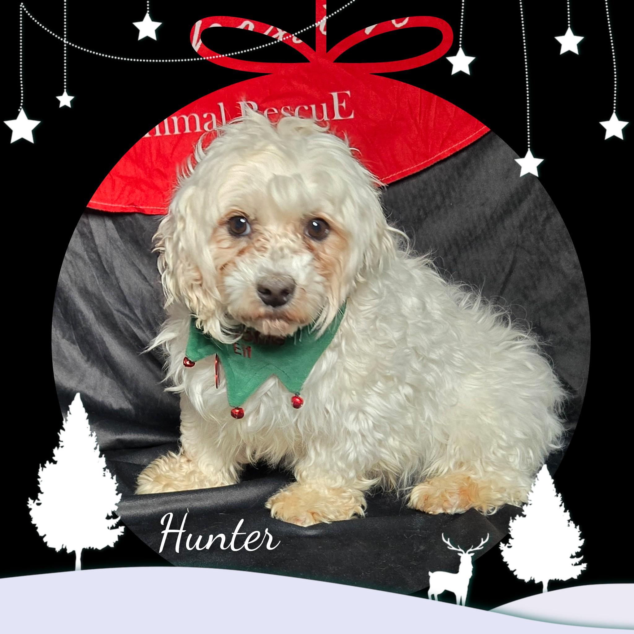 Enlarge Hunter, an adoptable Maltese in Fredericksburg, VA image 1/6