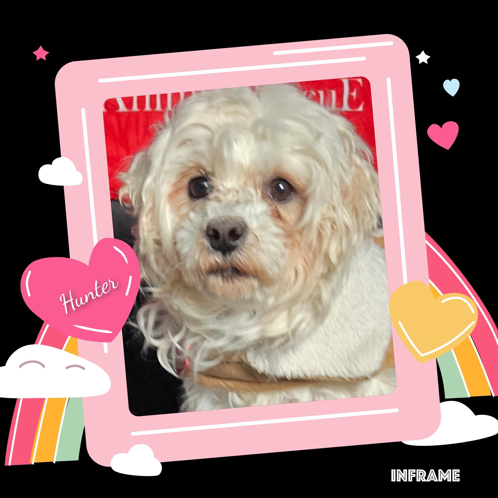 Enlarge Hunter, an adoptable Maltese in Fredericksburg, VA image 4/6