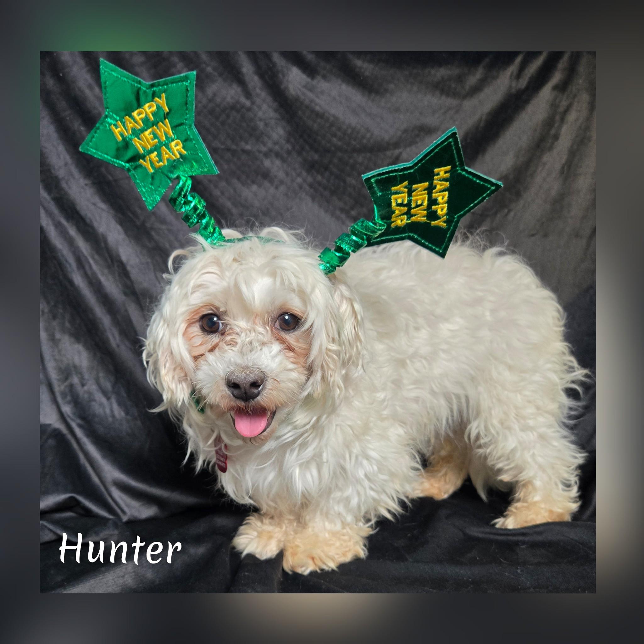 Enlarge Hunter, an adoptable Maltese in Fredericksburg, VA image 6/6