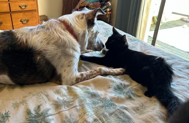 Comet, a Adoptable Domestic Medium Hair in Chino valley, AZ image 2/3