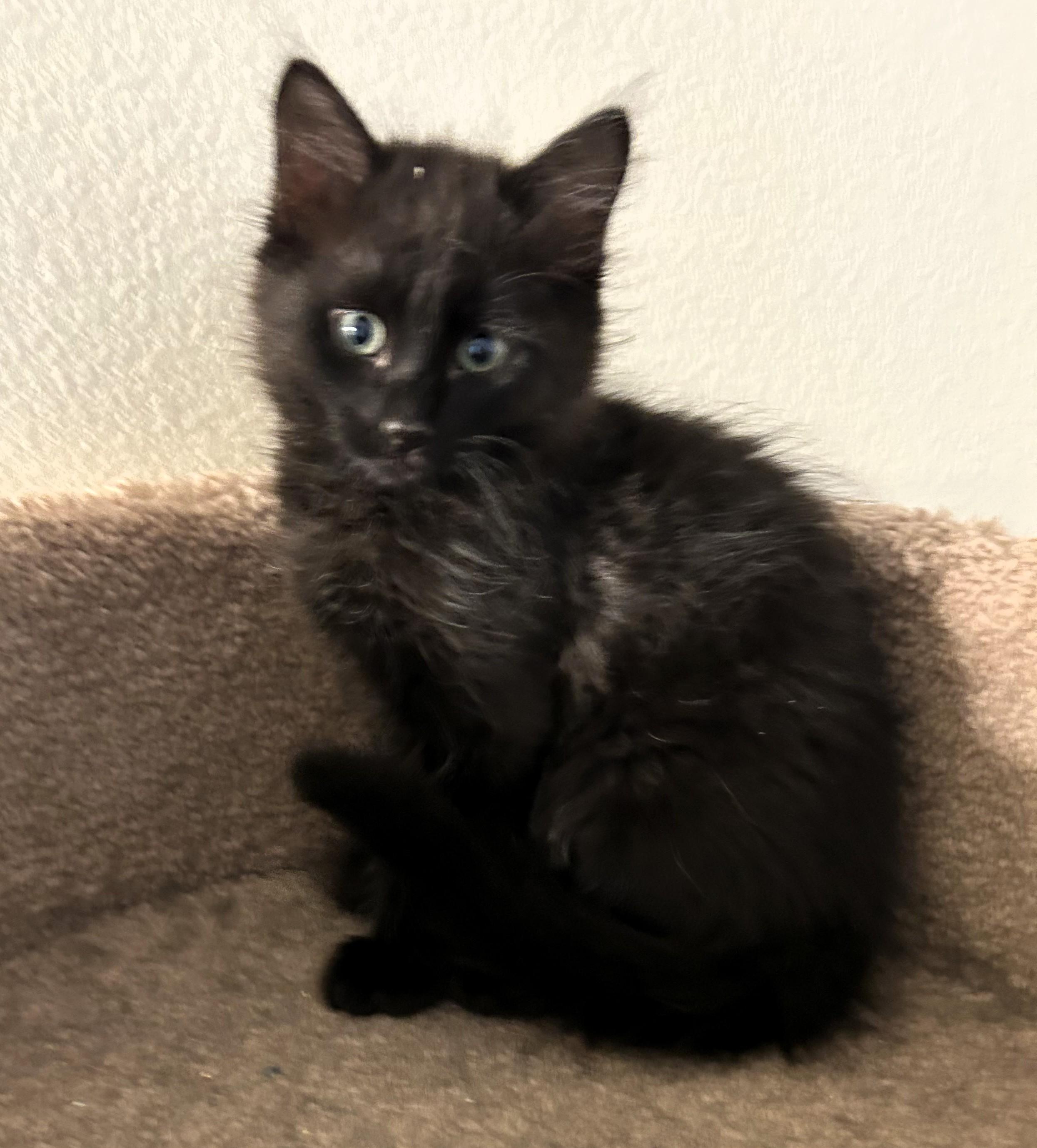 Comet, a Adoptable Domestic Medium Hair in Chino valley, AZ image 3/3