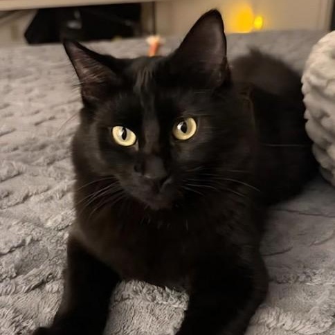 Comet, Adoptable, Kitten Male Domestic Medium Hair.