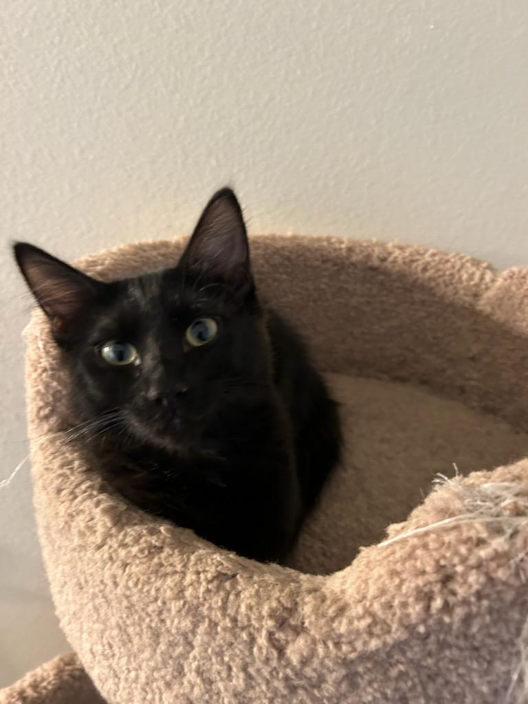 Comet, Adoptable, Kitten Male Domestic Medium Hair.