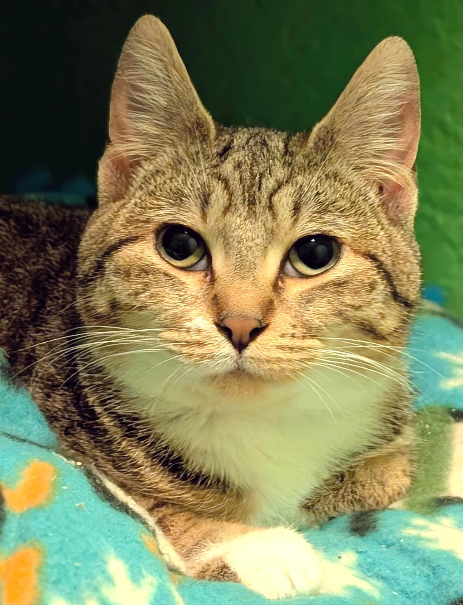 Enlarge Serena & Sierra: Sweet Sisters!, a ADOPTABLE Domestic Short Hair in Newport, WA image 6/6