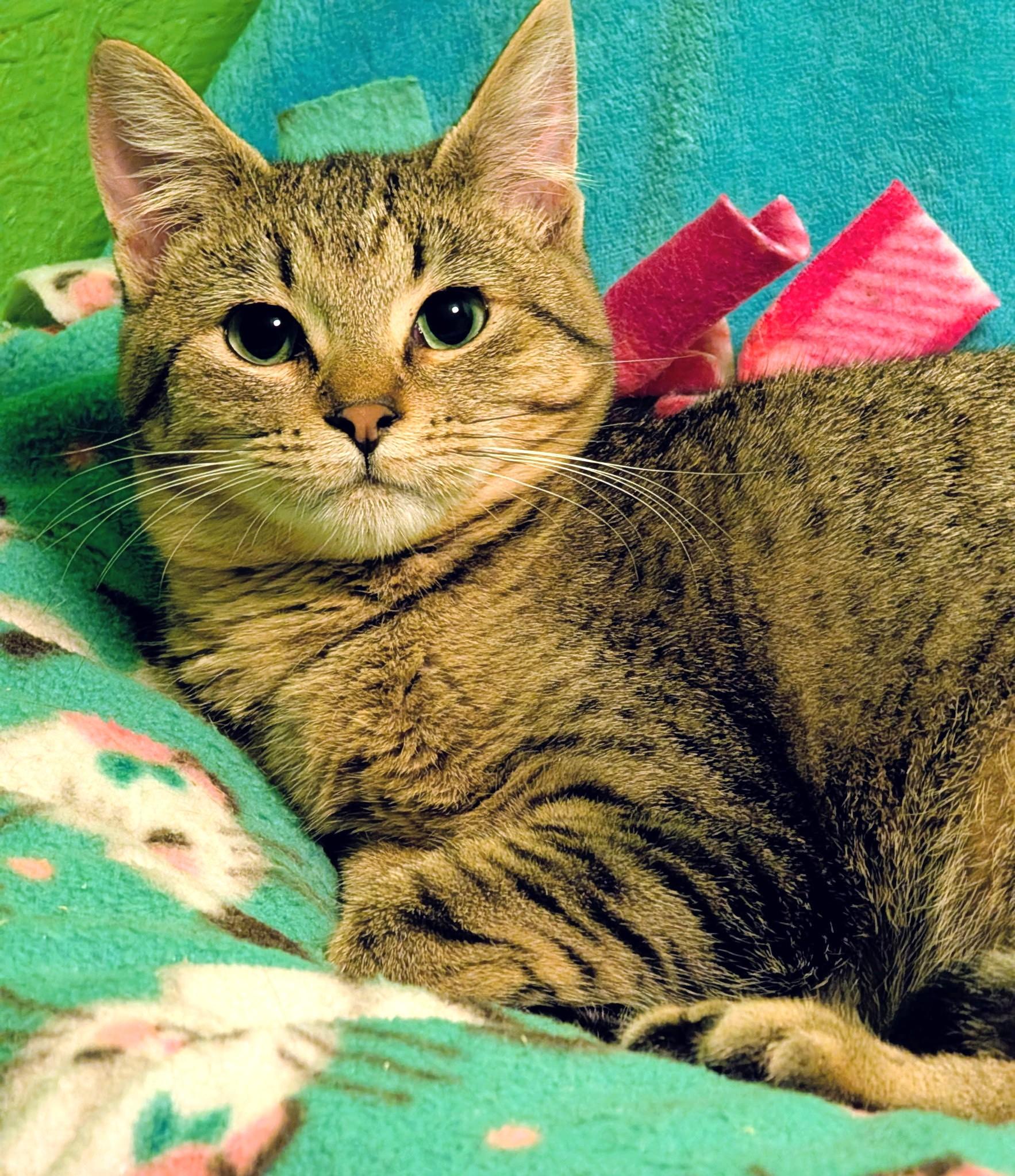 Enlarge Serena & Sierra: Sweet Sisters!, a ADOPTABLE Domestic Short Hair in Newport, WA image 5/6