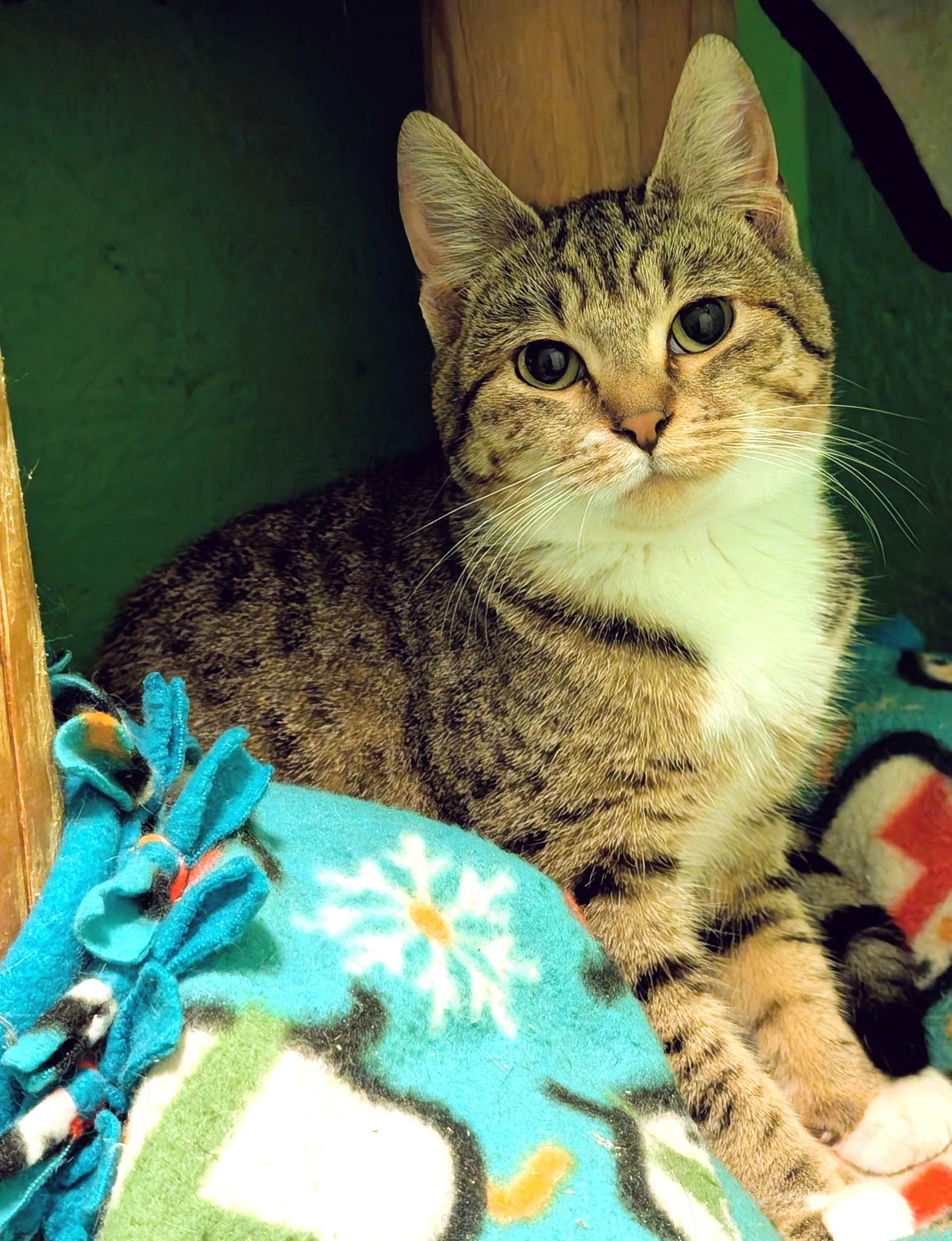 Enlarge Serena & Sierra: Sweet Sisters!, a ADOPTABLE Domestic Short Hair in Newport, WA image 2/6