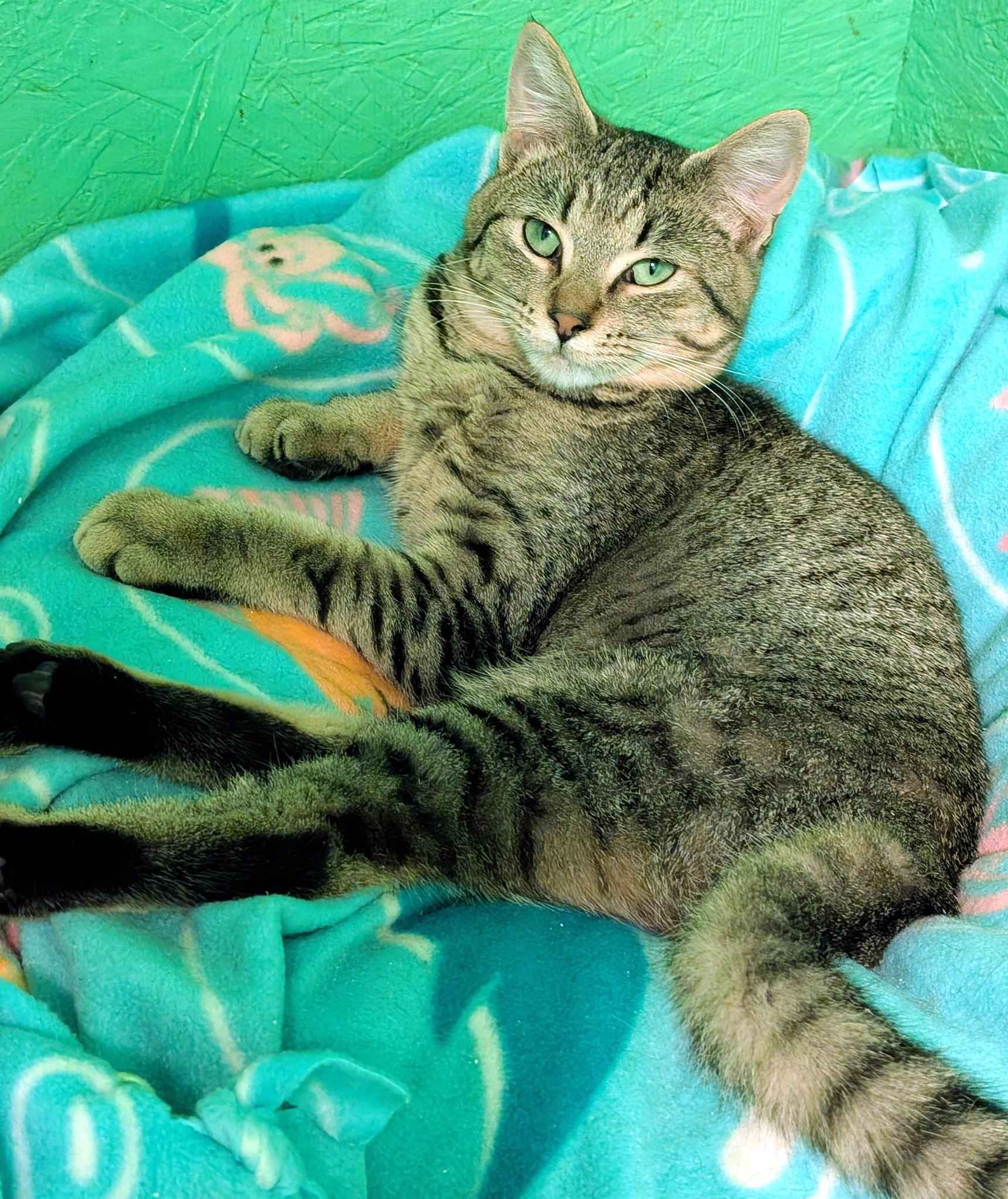 Enlarge Serena & Sierra: Sweet Sisters!, a ADOPTABLE Domestic Short Hair in Newport, WA image 1/6