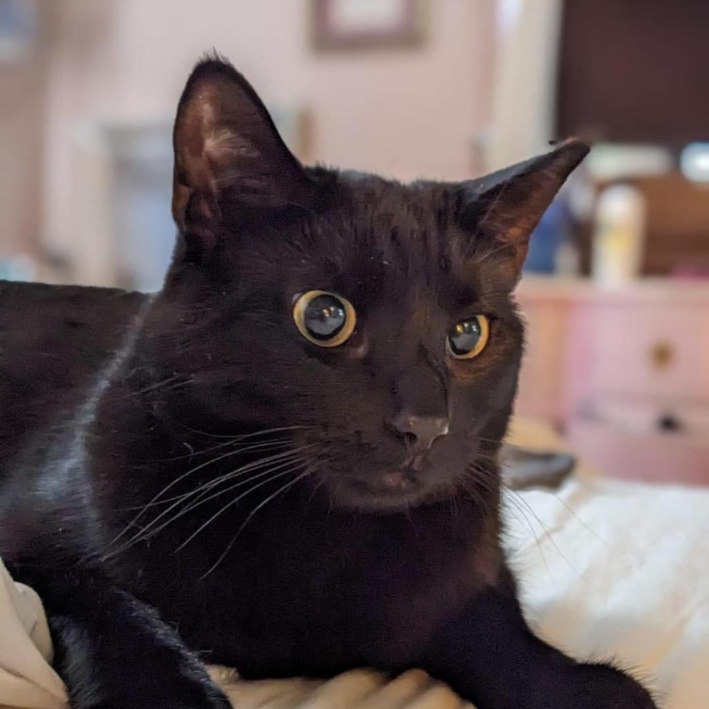 Enlarge Blinkin, a Adoptable Domestic Short Hair in Washington, PA image 1/2