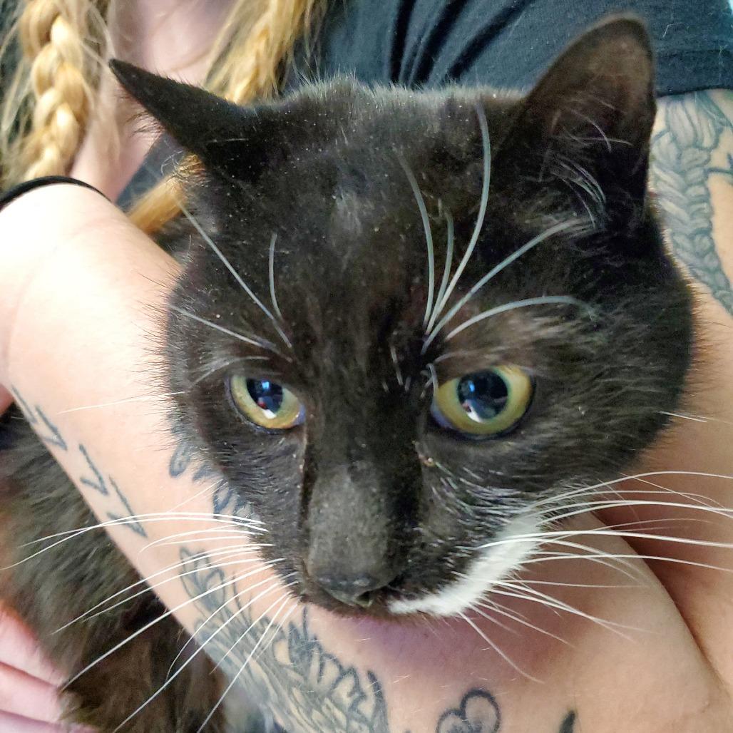 Enlarge Goofy, a Adoptable Domestic Short Hair in PITTSBURGH, PA image 1/2