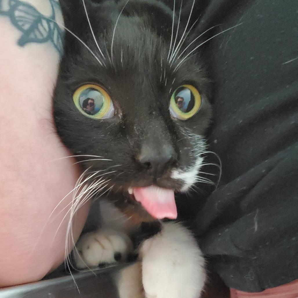 Enlarge Goofy, a Adoptable Domestic Short Hair in PITTSBURGH, PA image 2/2