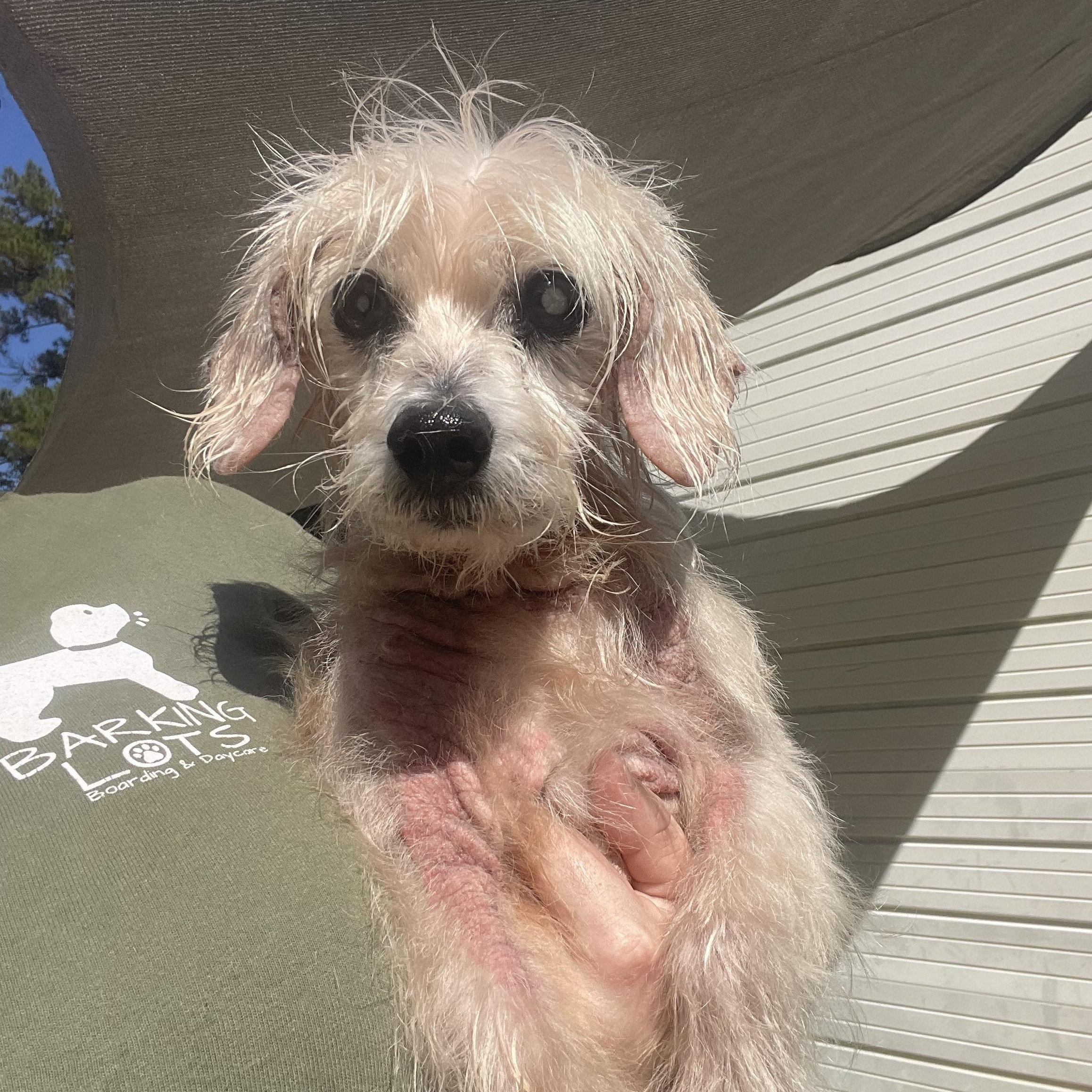 Bean, Adoptable, Senior Male Poodle (Toy).