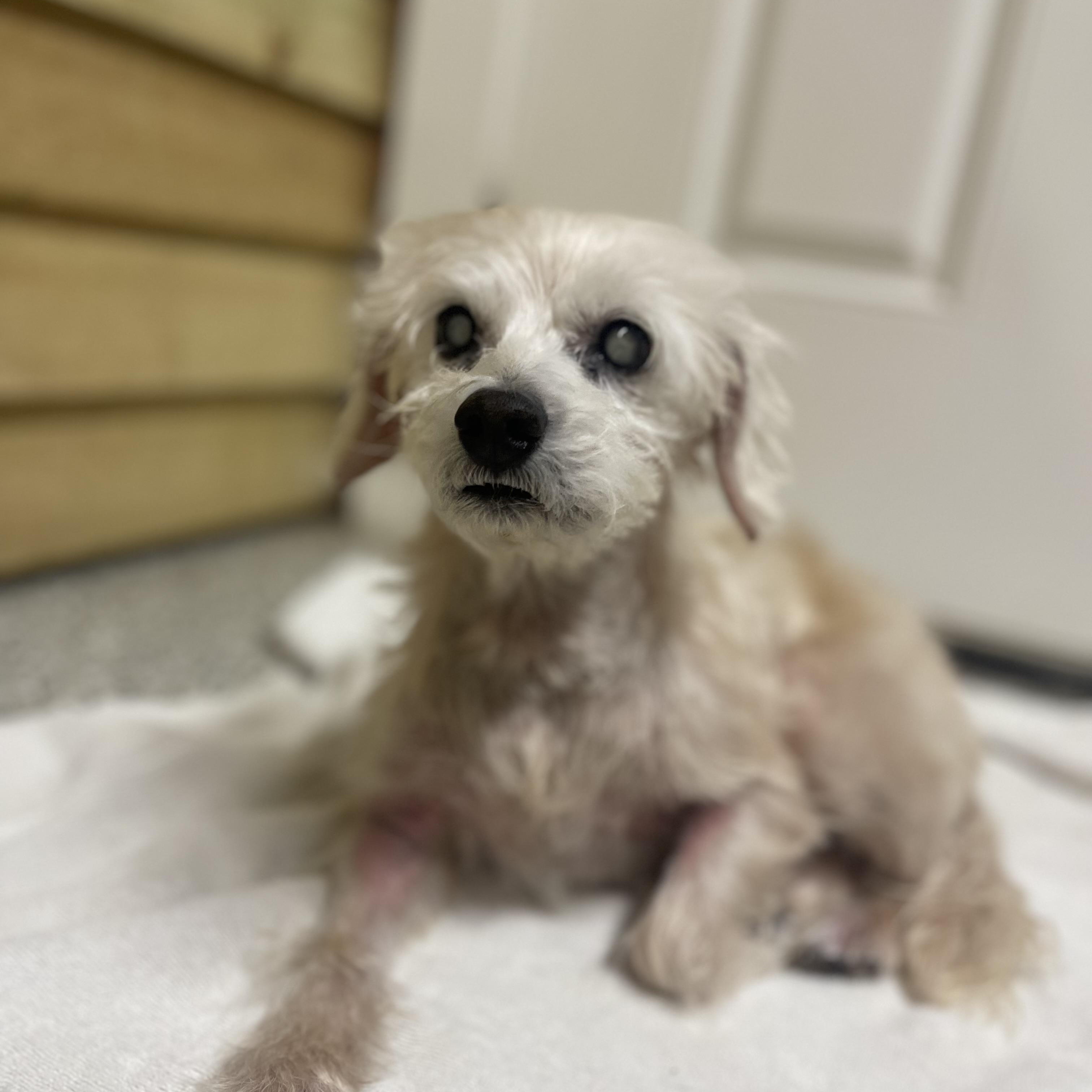 Bean, a Adoptable mixed breed in Baton Rouge, LA image 2/4