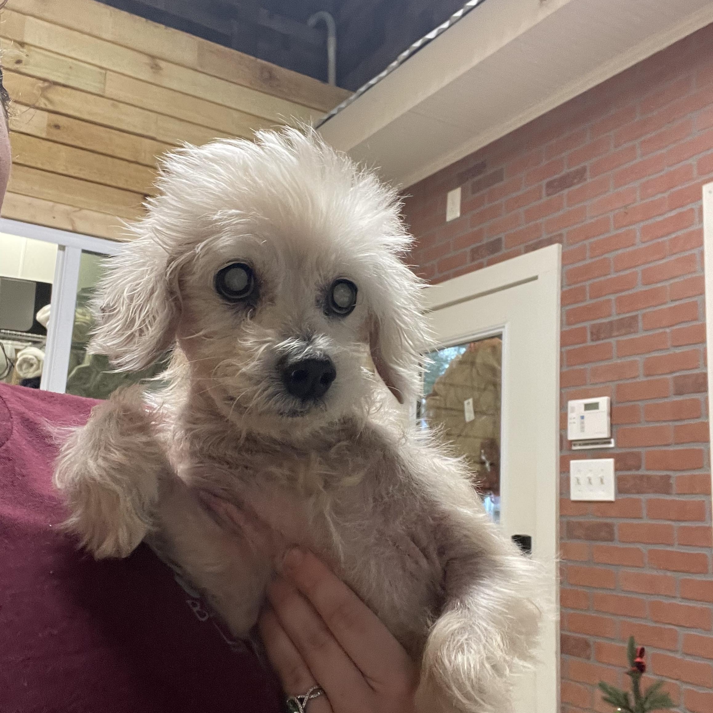 Bean, a Adoptable mixed breed in Baton Rouge, LA image 3/4