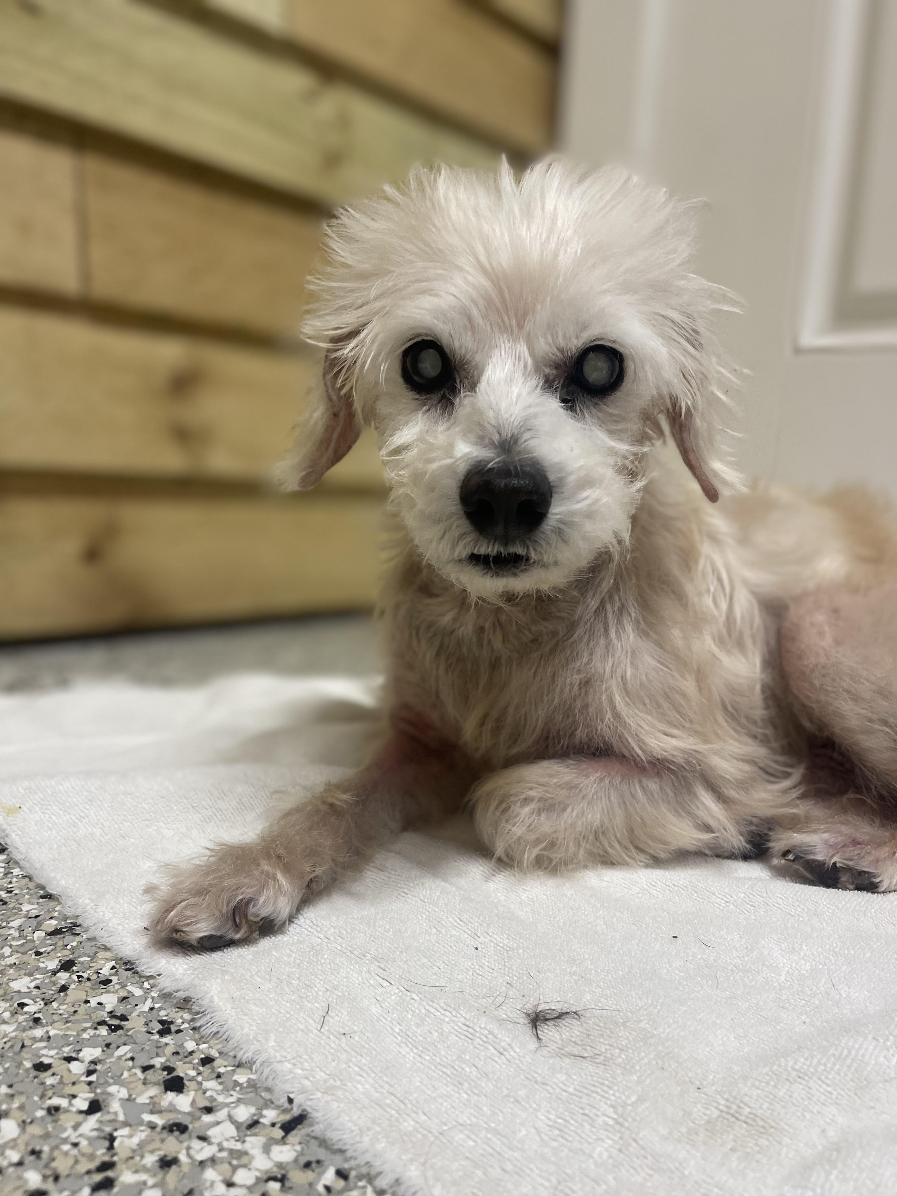 Bean, a Adoptable mixed breed in Baton Rouge, LA image 4/4