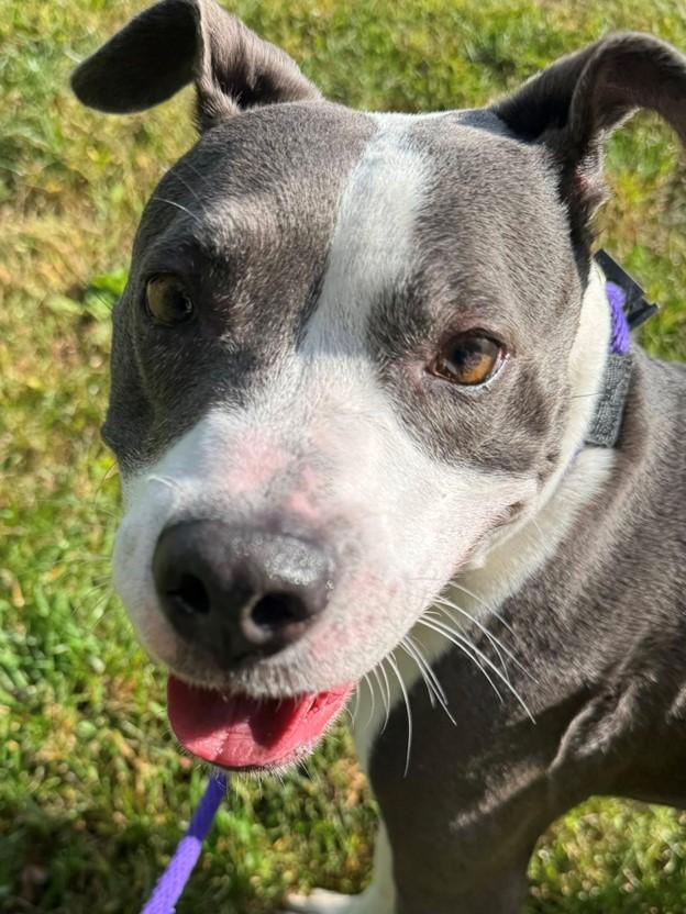 Princess (ID 48525/3226)