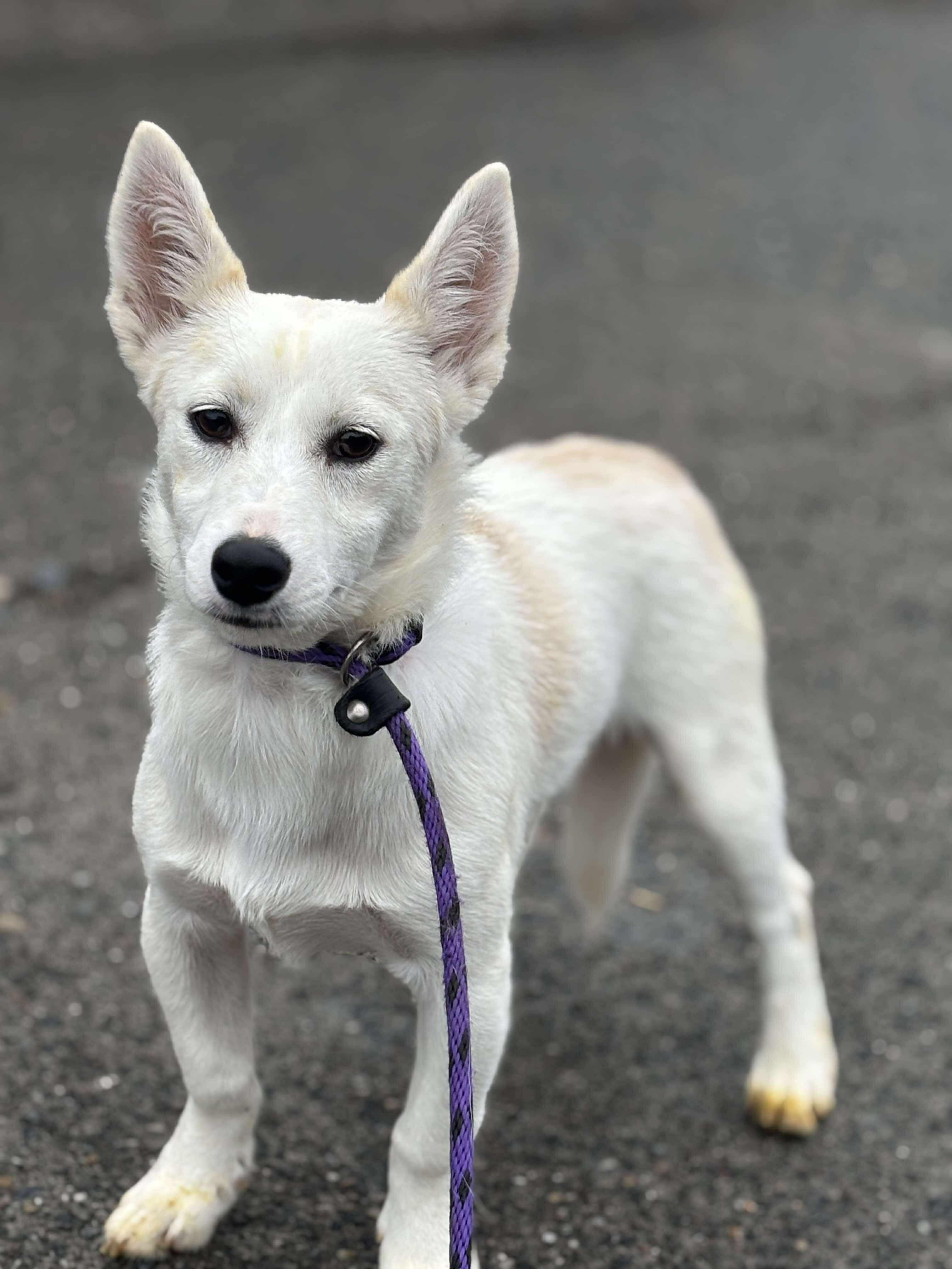 Aragon, a Adoptable mixed breed in Tacoma, WA image 1/4