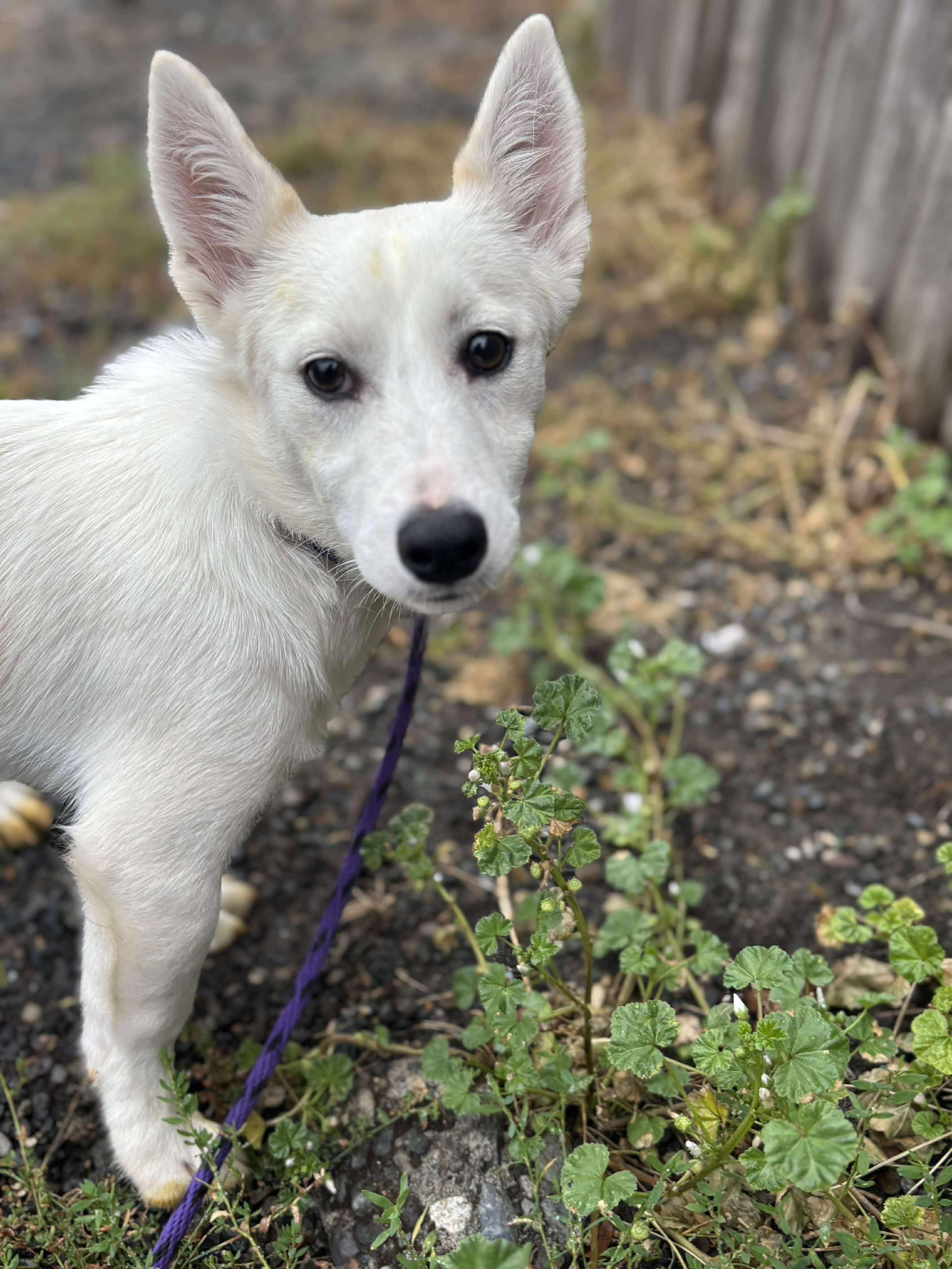 Aragon, a Adoptable mixed breed in Tacoma, WA image 4/4