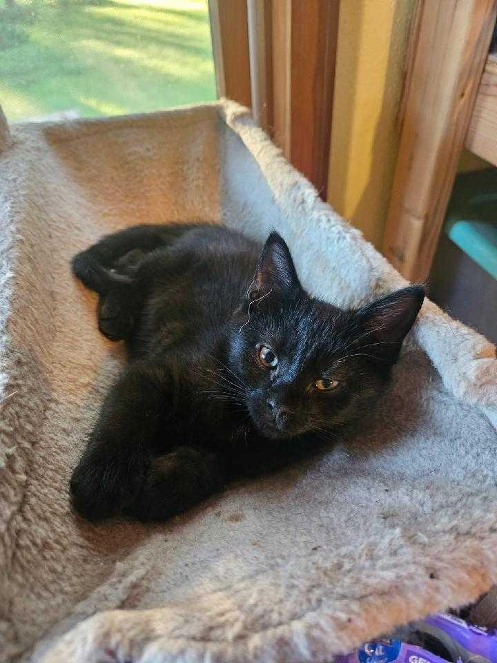 Tribute, Adoptable, Kitten Male Domestic Short Hair.