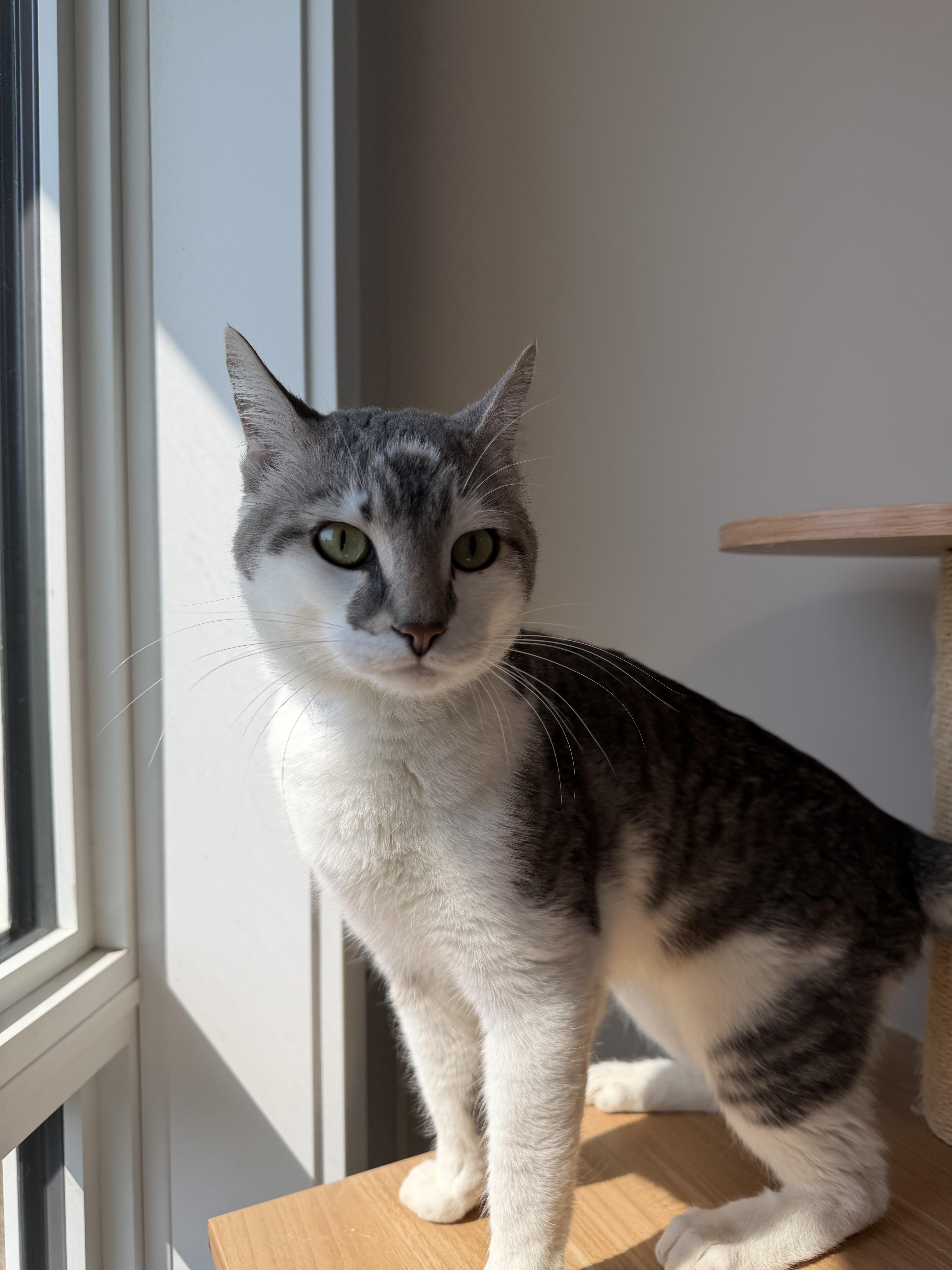 Tuna, Adoptable, Adult Male Domestic Short Hair.