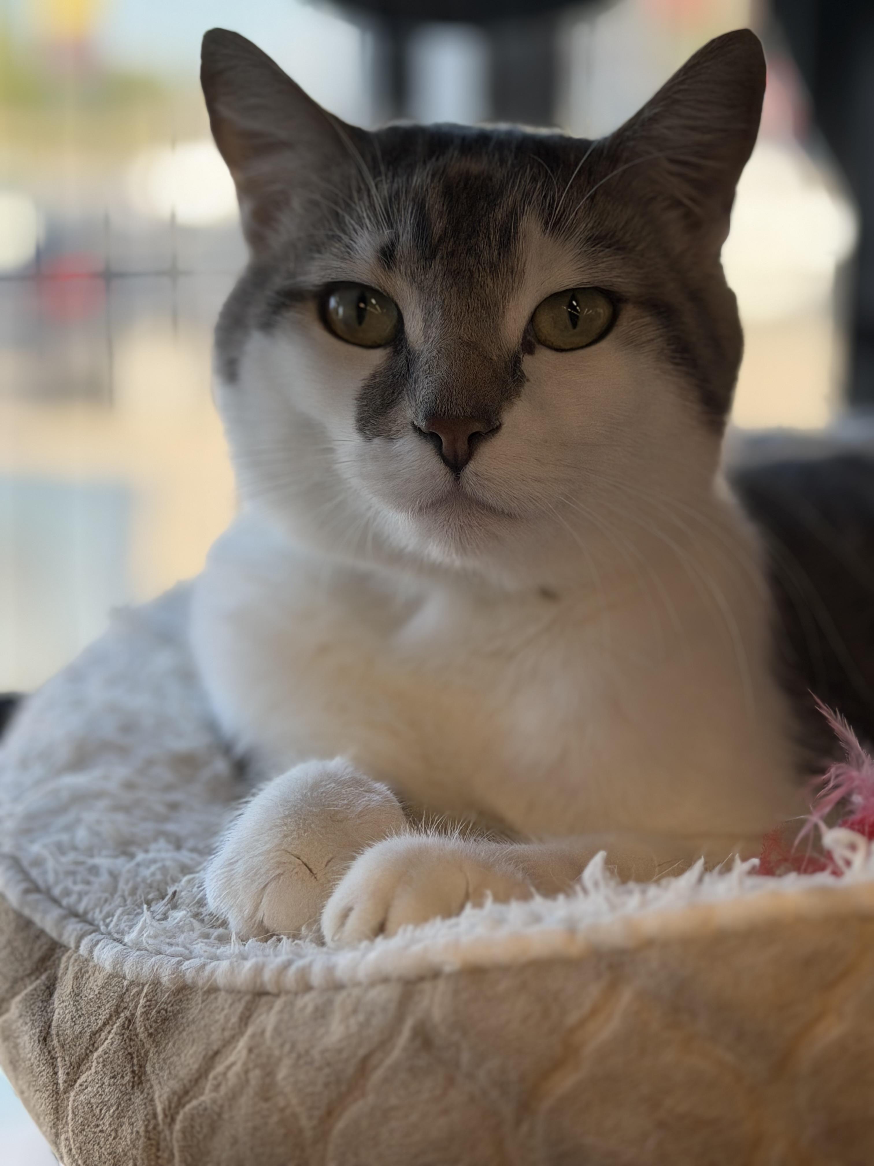 Enlarge Tuna, a Adoptable mixed breed in Steinbach, MB image 2/6