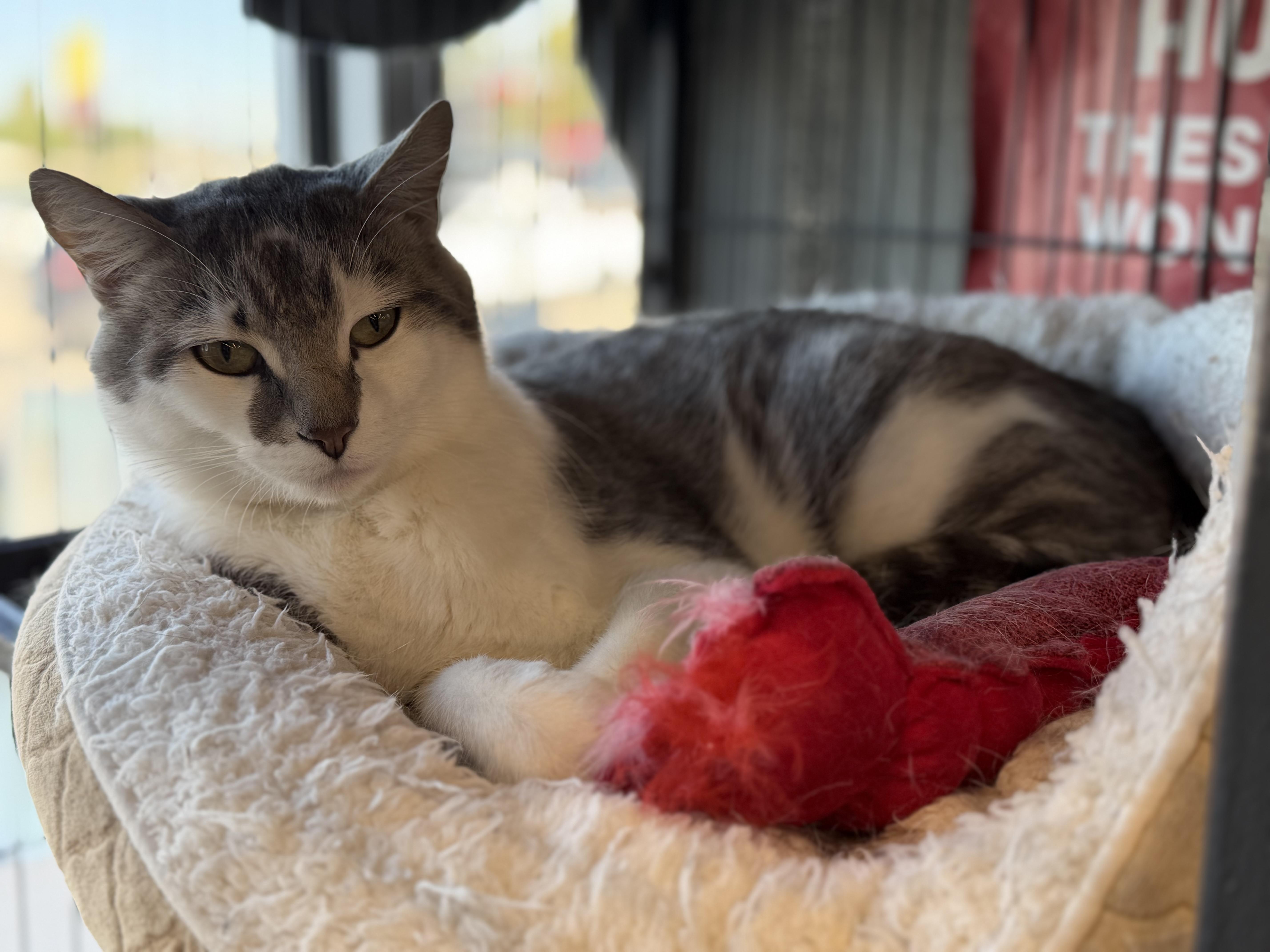 Enlarge Tuna, a Adoptable mixed breed in Steinbach, MB image 3/6