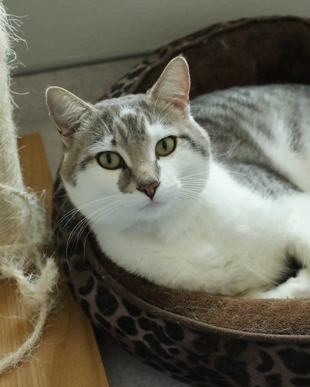 Enlarge Tuna, a Adoptable mixed breed in Steinbach, MB image 4/6