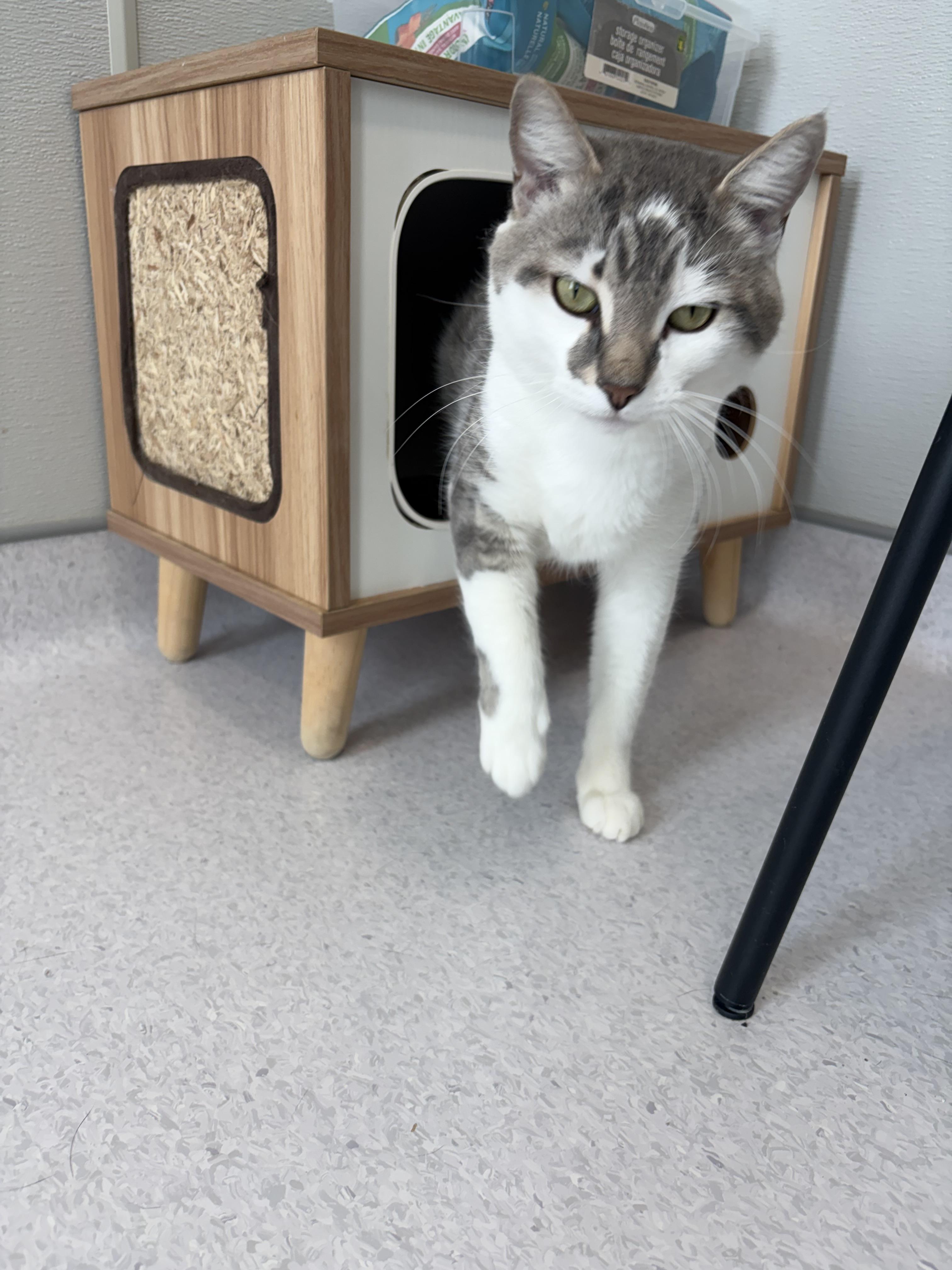 Enlarge Tuna, a Adoptable mixed breed in Steinbach, MB image 5/6
