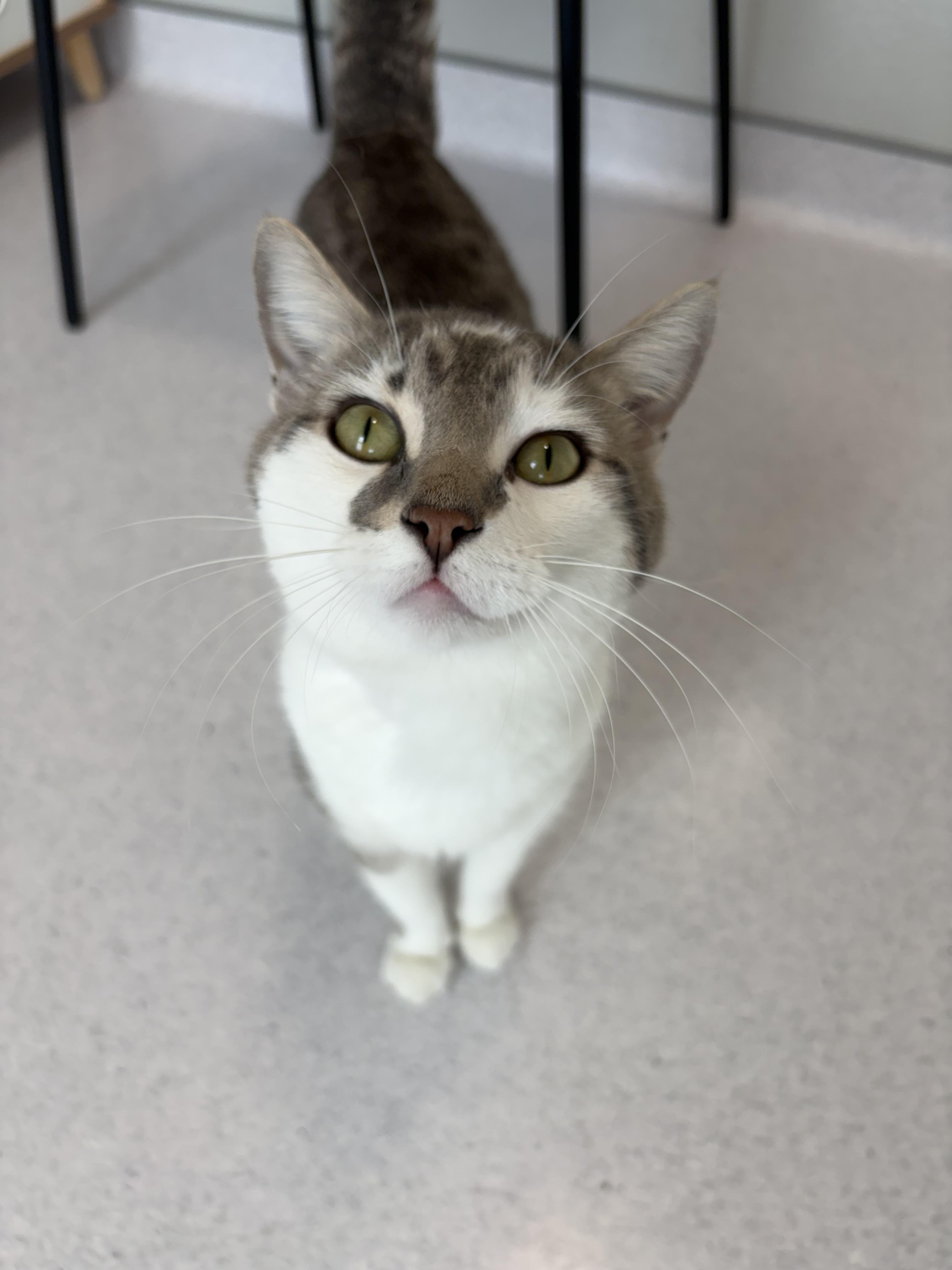 Enlarge Tuna, a Adoptable mixed breed in Steinbach, MB image 6/6