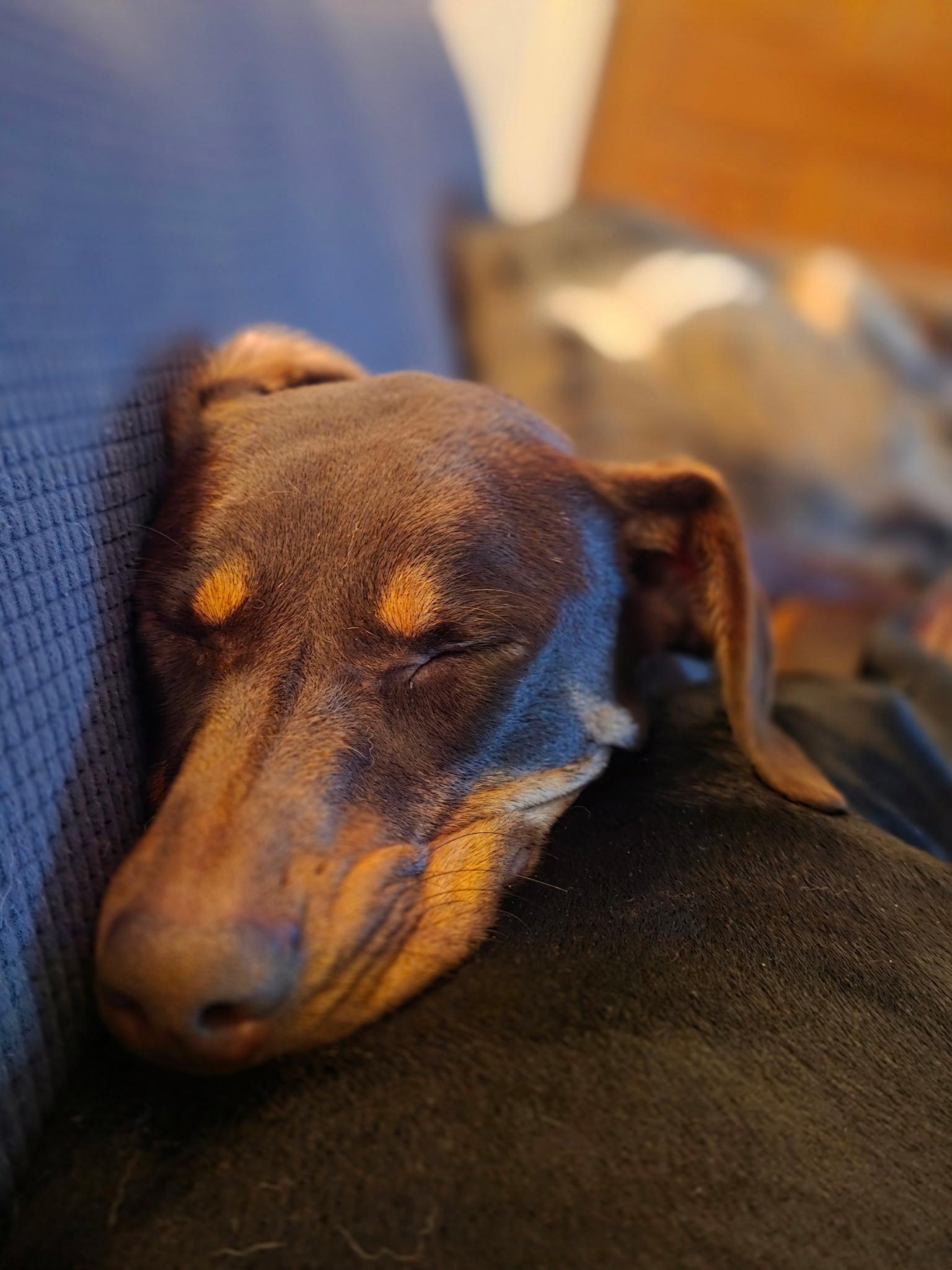 Lena, Adoptable, Young Female Doberman Pinscher.