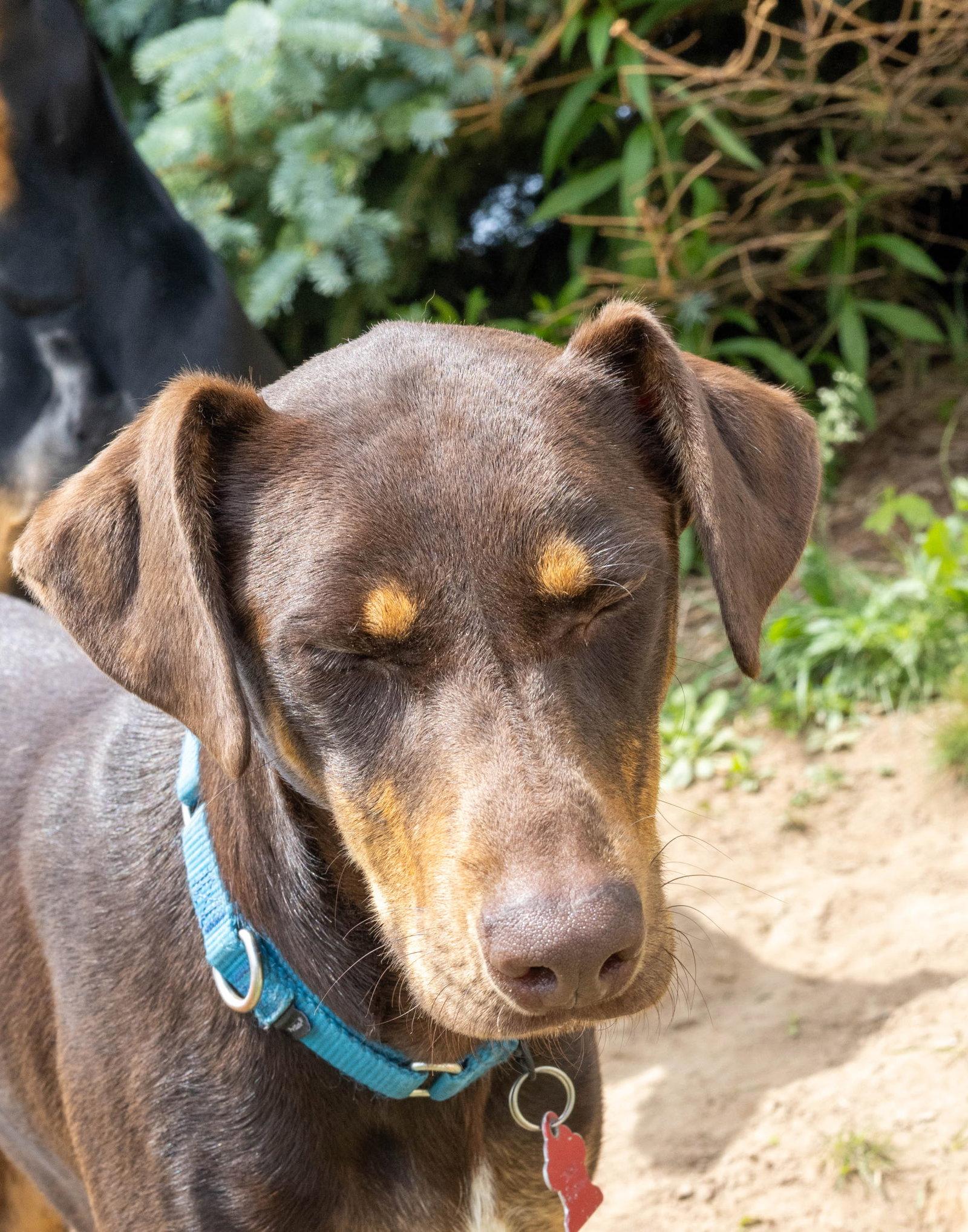 Lena, a Adoptable Doberman Pinscher in Minneapolis, MN image 2/3