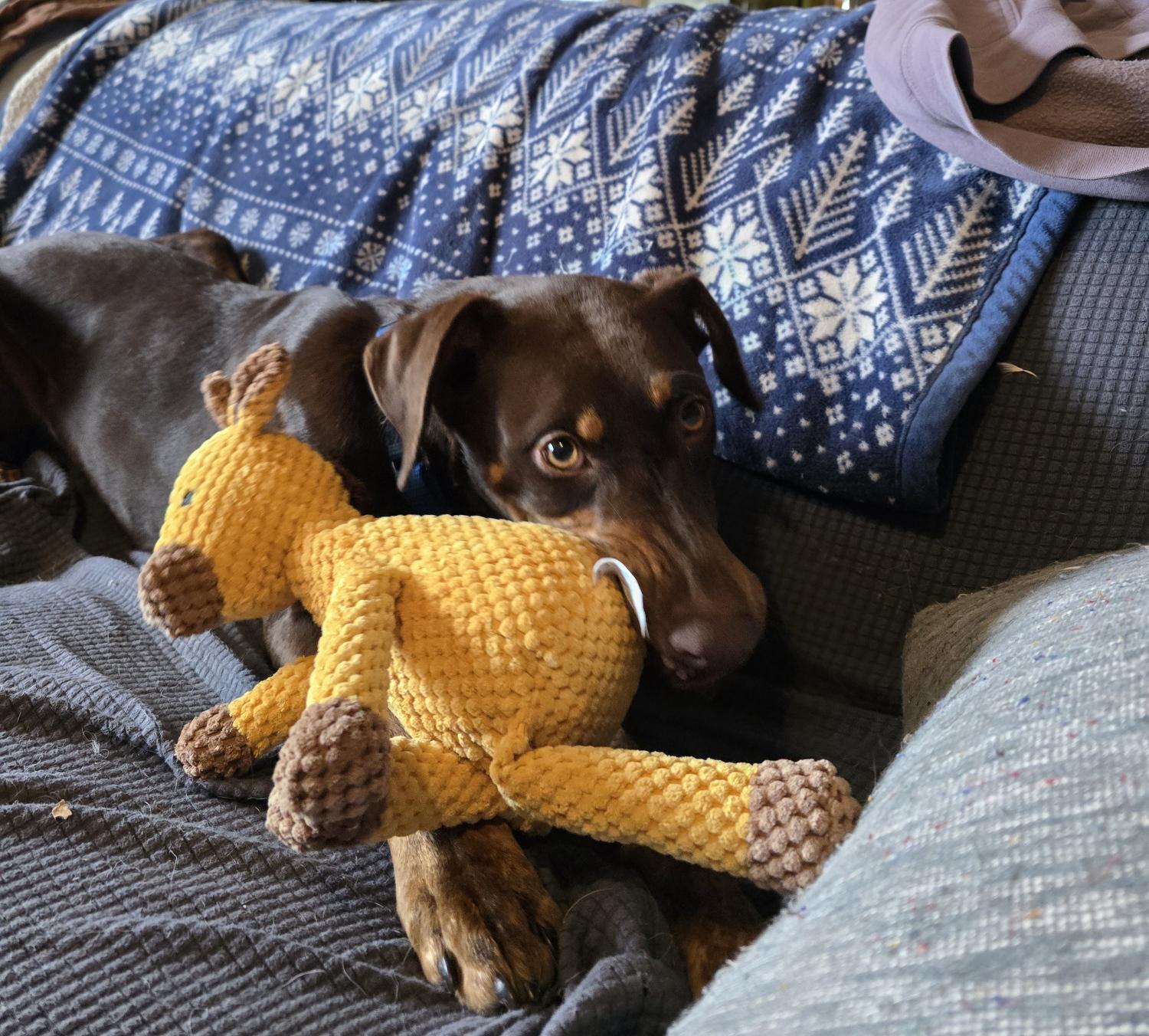 Lena, Adoptable, Young Female Doberman Pinscher.