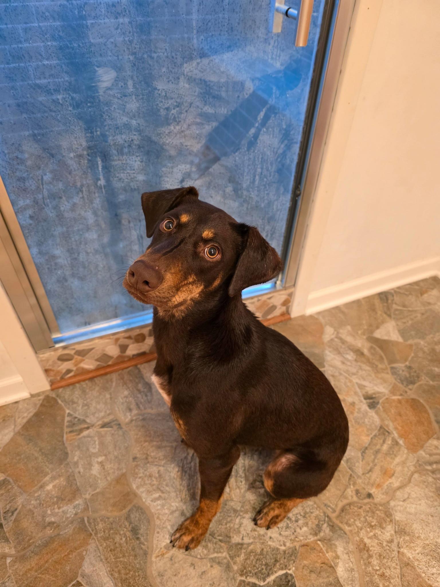 Lena, a Adoptable Doberman Pinscher in Minneapolis, MN image 3/3