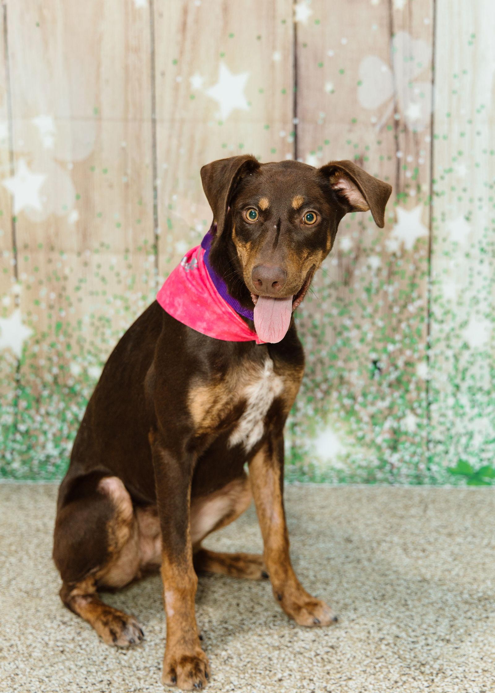 Lena, a Adoptable Doberman Pinscher in Minneapolis, MN image 2/3