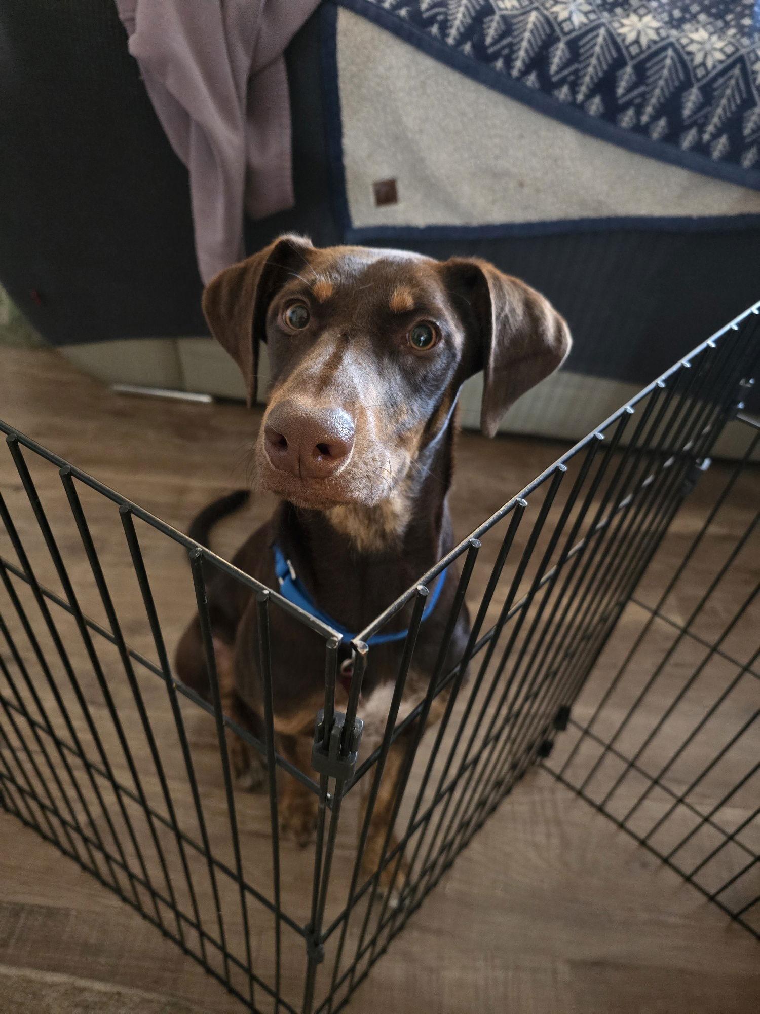 Lena, a Adoptable Doberman Pinscher in Minneapolis, MN image 3/3