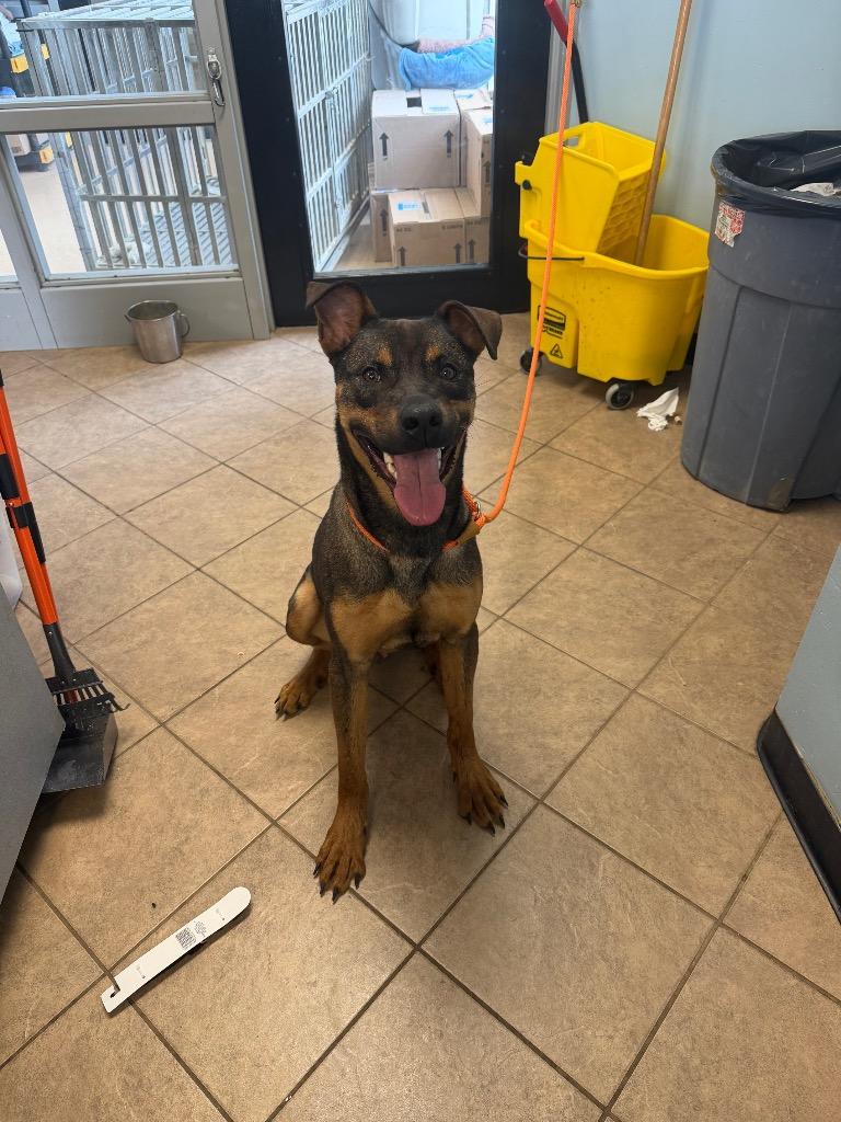 Rex, Adoptable, Young Male Mixed Breed.