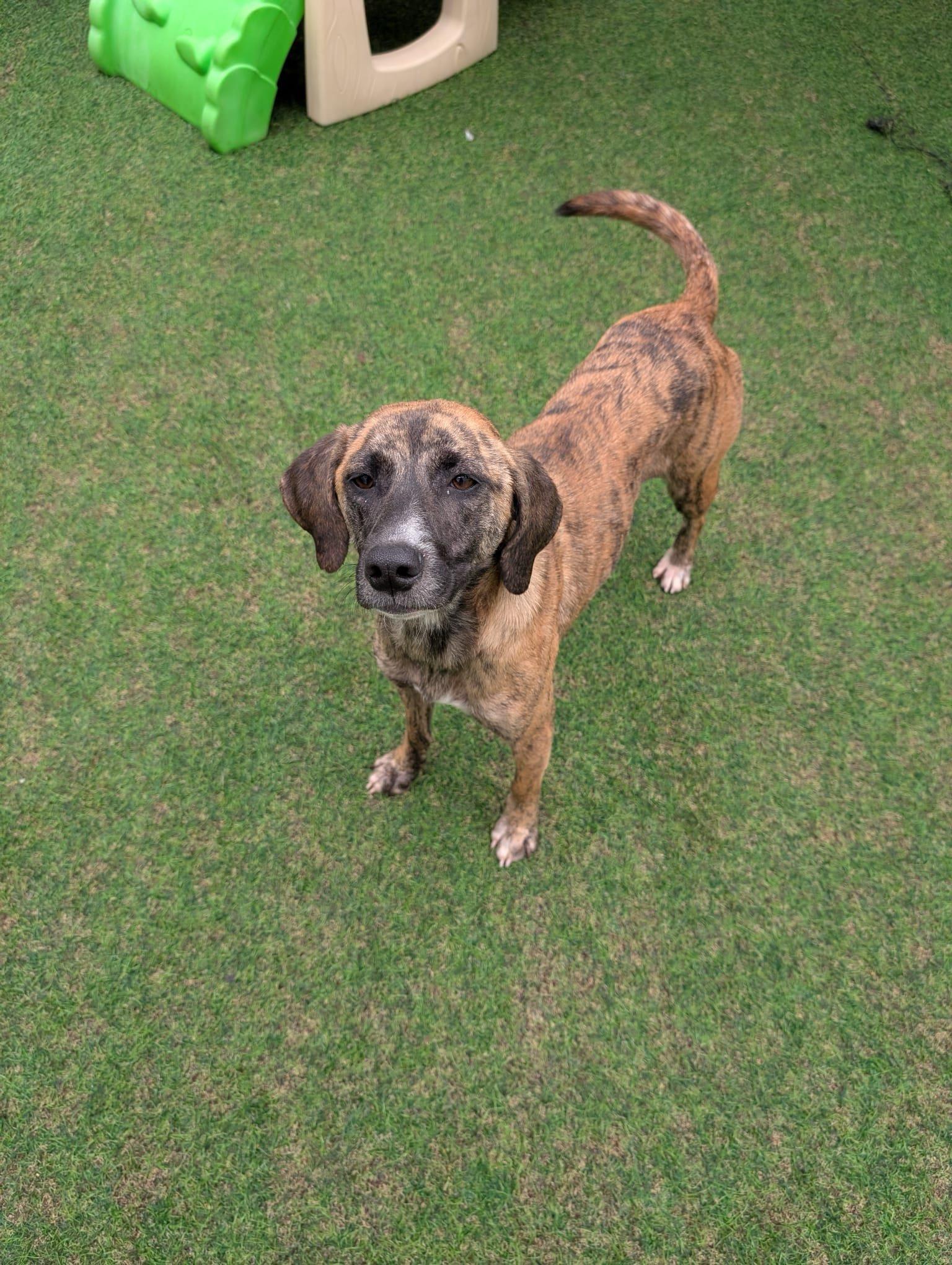 Enlarge Harper, a Adoptable mixed breed in Quakertown, PA image 2/5
