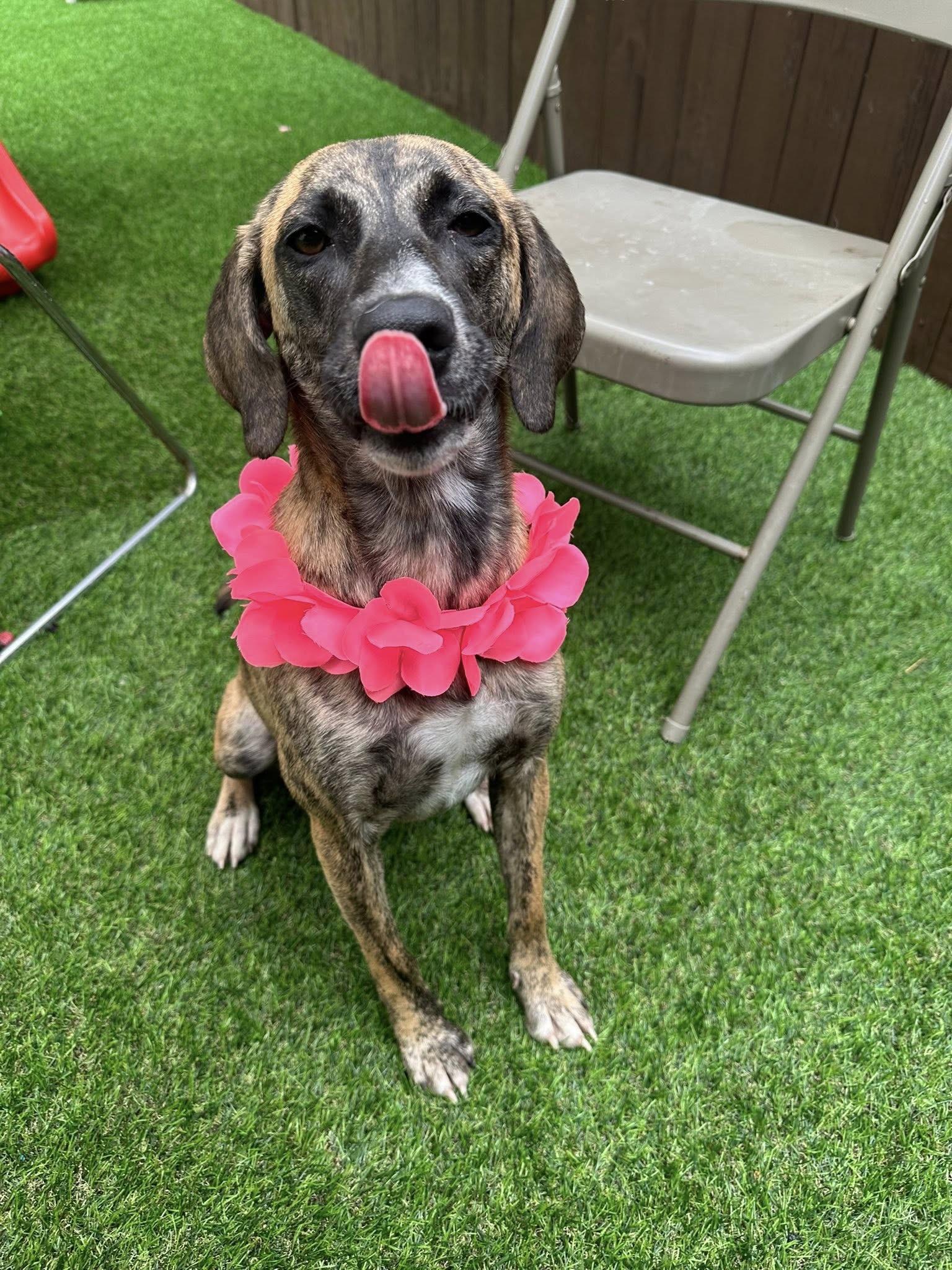 Enlarge Harper, a Adoptable mixed breed in Quakertown, PA image 1/5