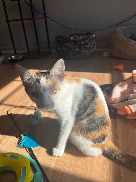 Autumn, Adoptable, Young Female Domestic Short Hair.