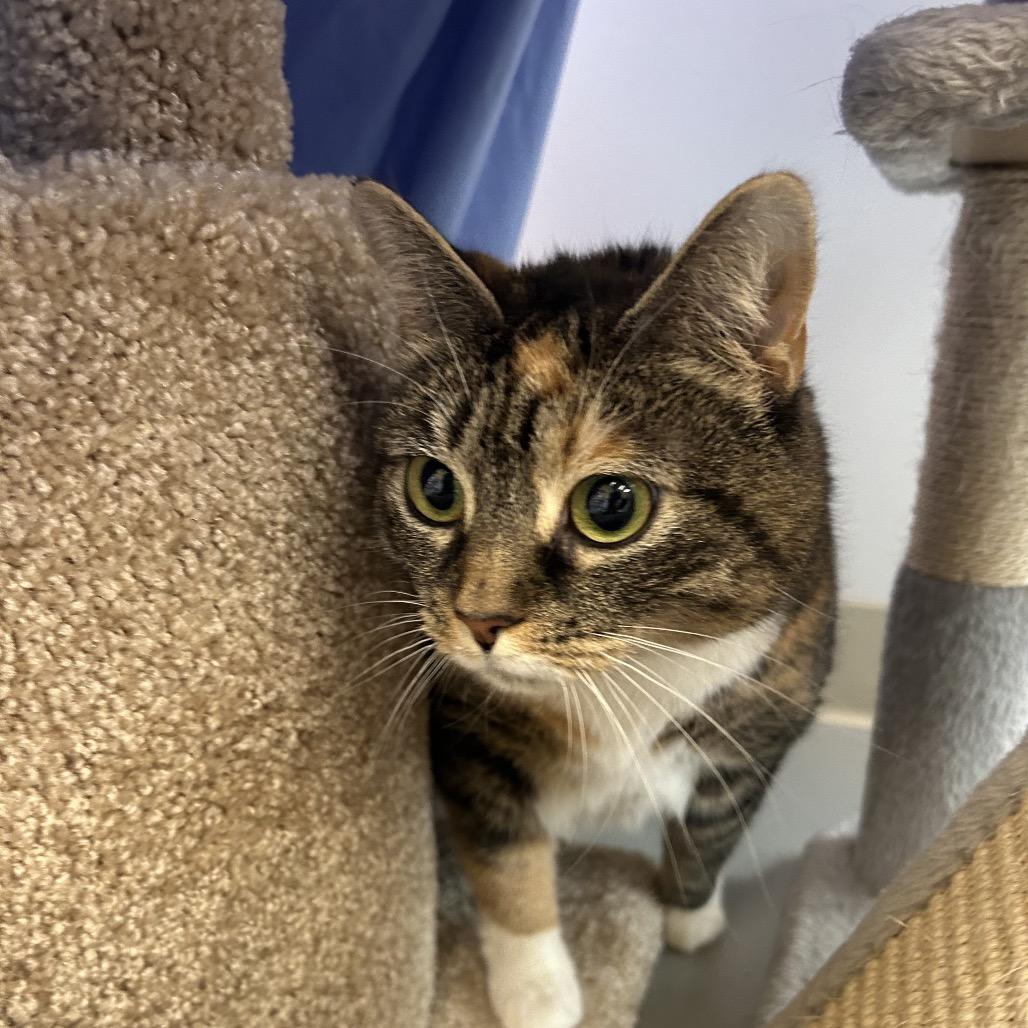 Nani, Adoptable, Adult Female Domestic Short Hair.