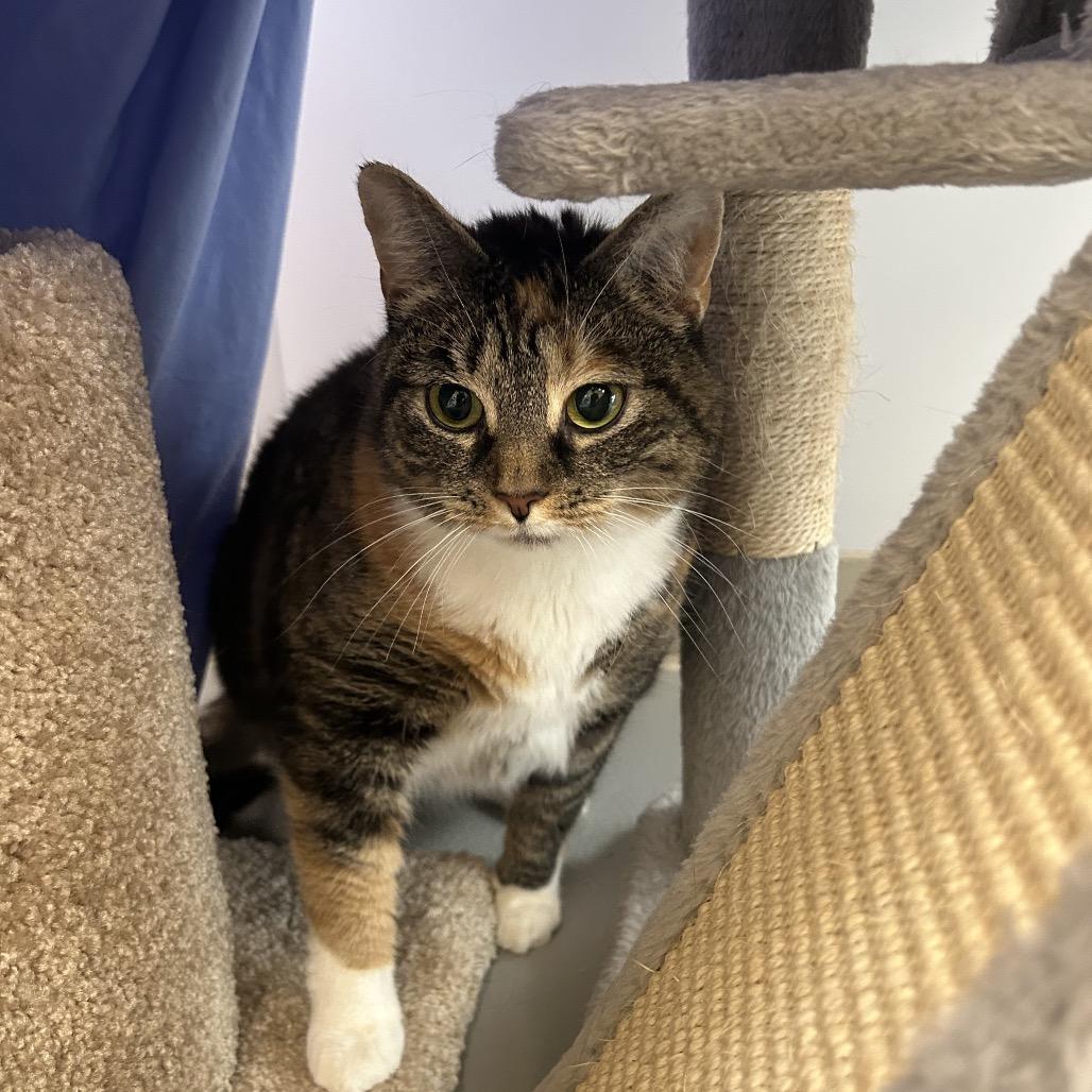 Enlarge Nani, a Adoptable Domestic Short Hair in Bedford, NH image 2/4