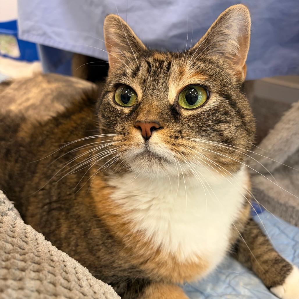 Enlarge Nani, a Adoptable Domestic Short Hair in Bedford, NH image 3/4