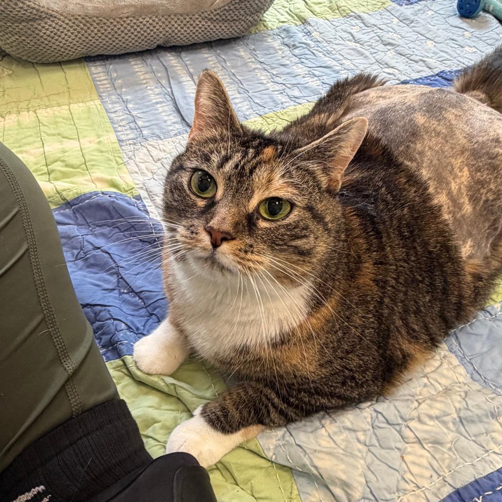 Enlarge Nani, a Adoptable Domestic Short Hair in Bedford, NH image 4/4