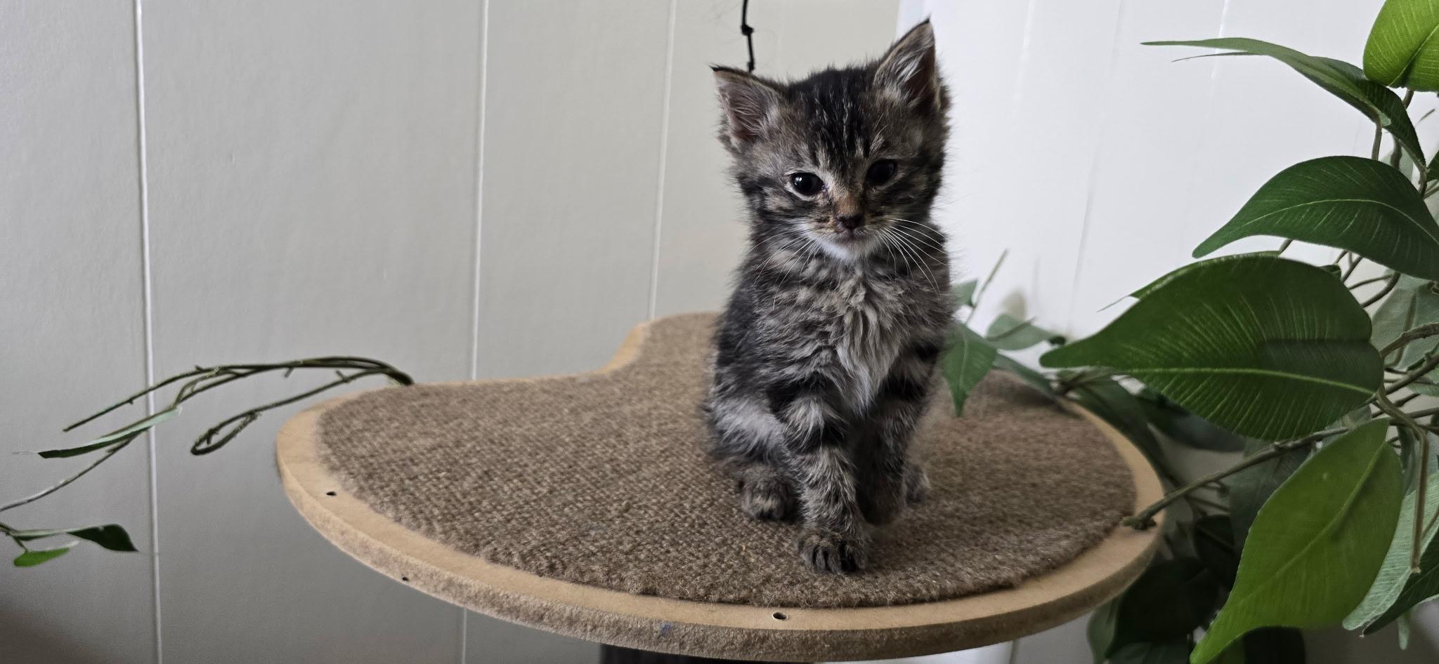 Podo, ADOPTABLE, Kitten Male Domestic Short Hair.