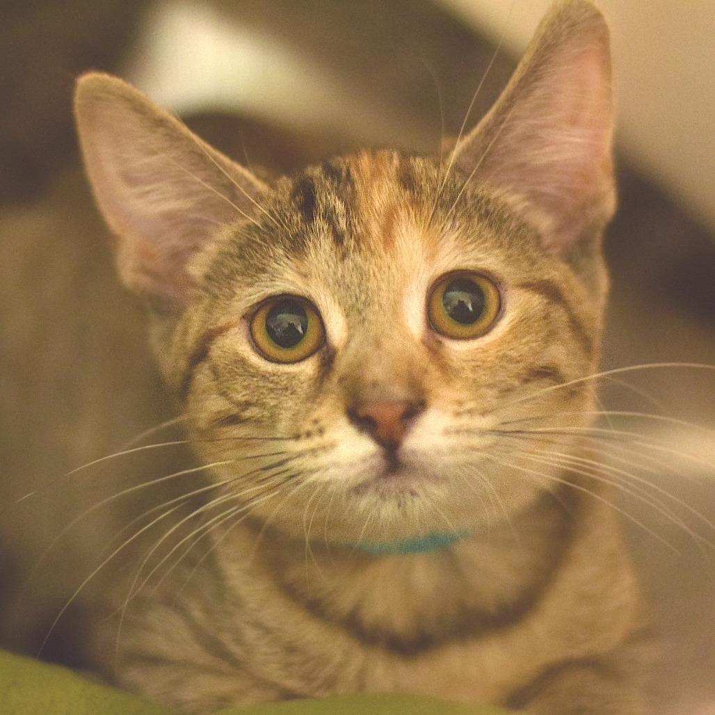 Beech, Adoptable, Kitten Female Domestic Short Hair.