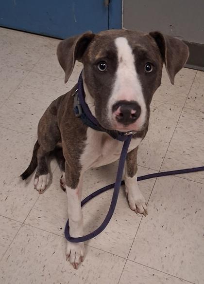 Peb, a Adoptable mixed breed in Gulfport, MS image 1/2