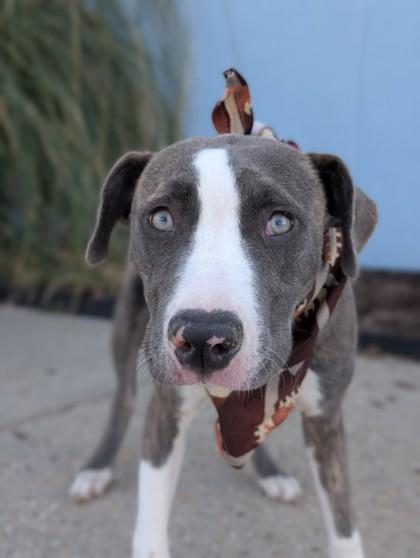 Peb, a Adoptable mixed breed in Gulfport, MS image 2/2