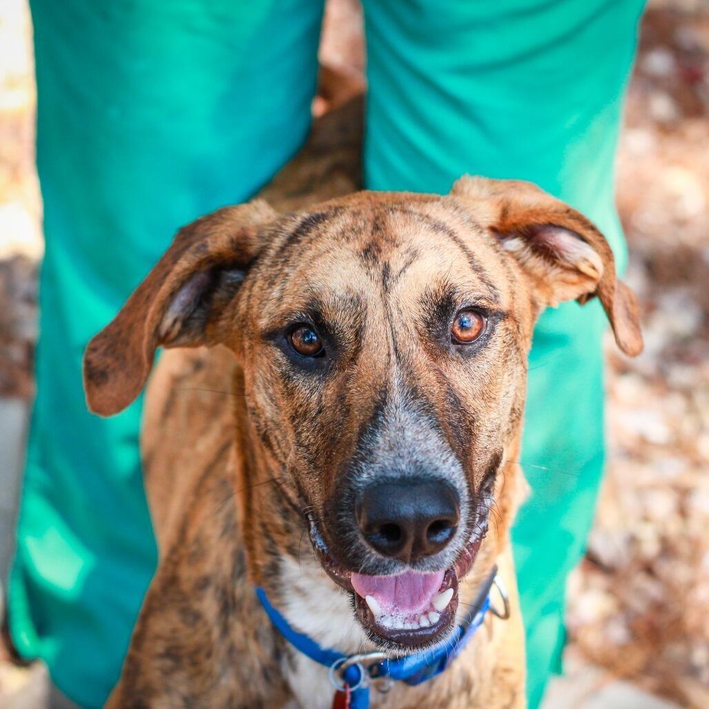 Scooby photo