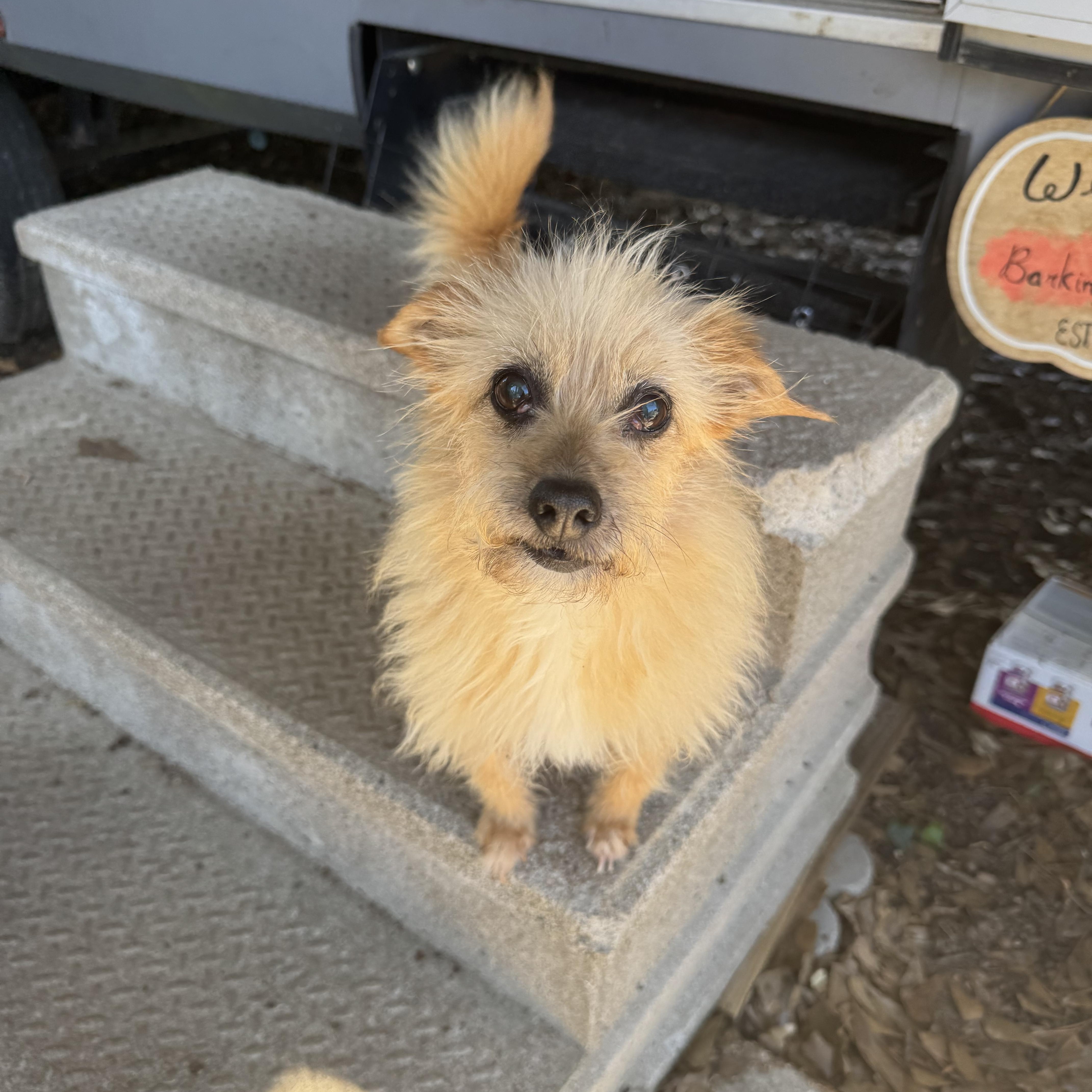 Enlarge Beauty, a ADOPTABLE mixed breed in Baton Rouge, LA image 2/4